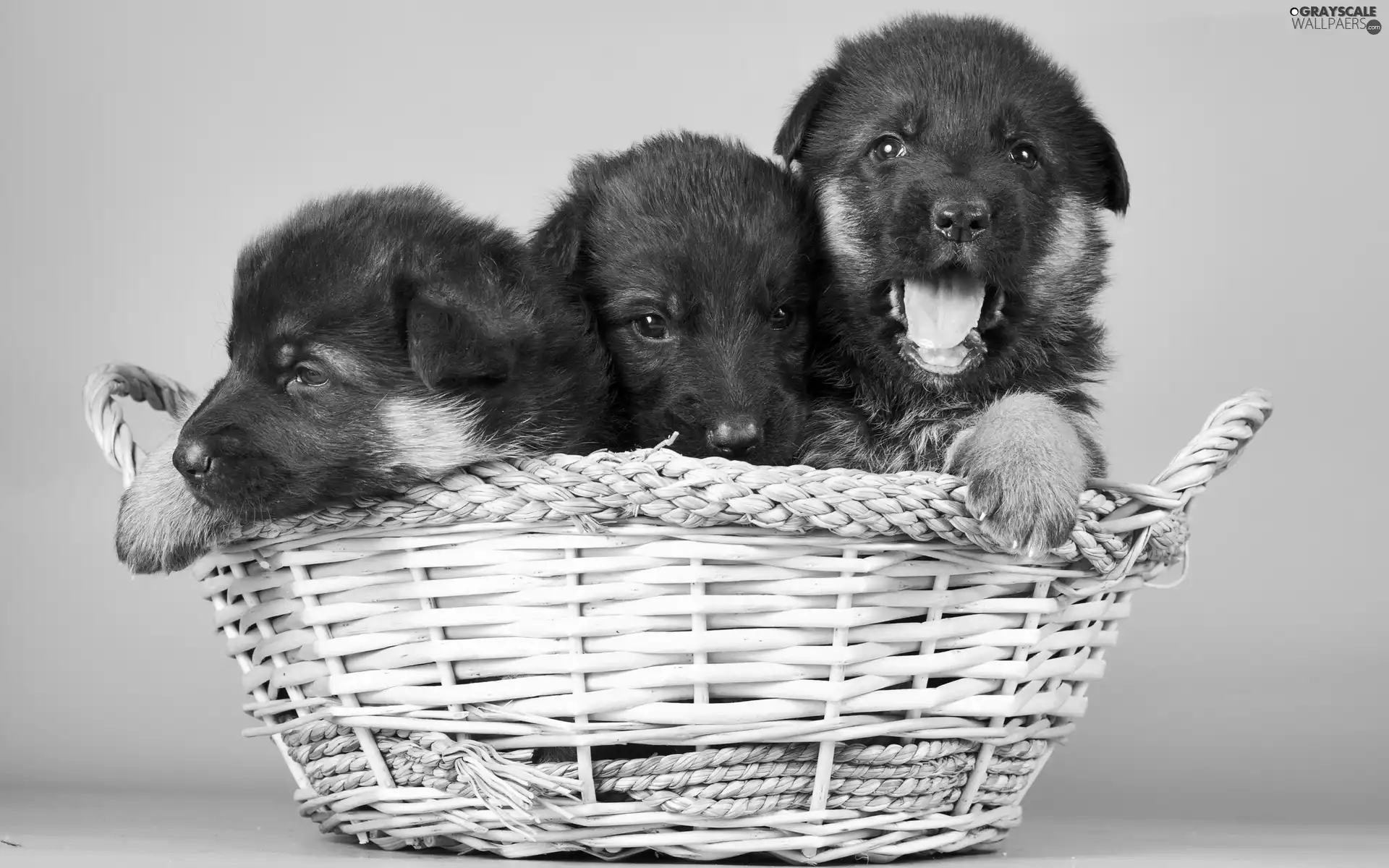 German, basket, Puppies, Shepherds, Three