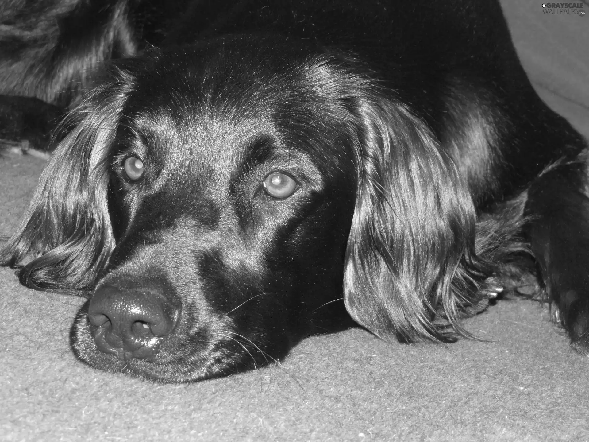 mouth, German long-haired Pointing Dog