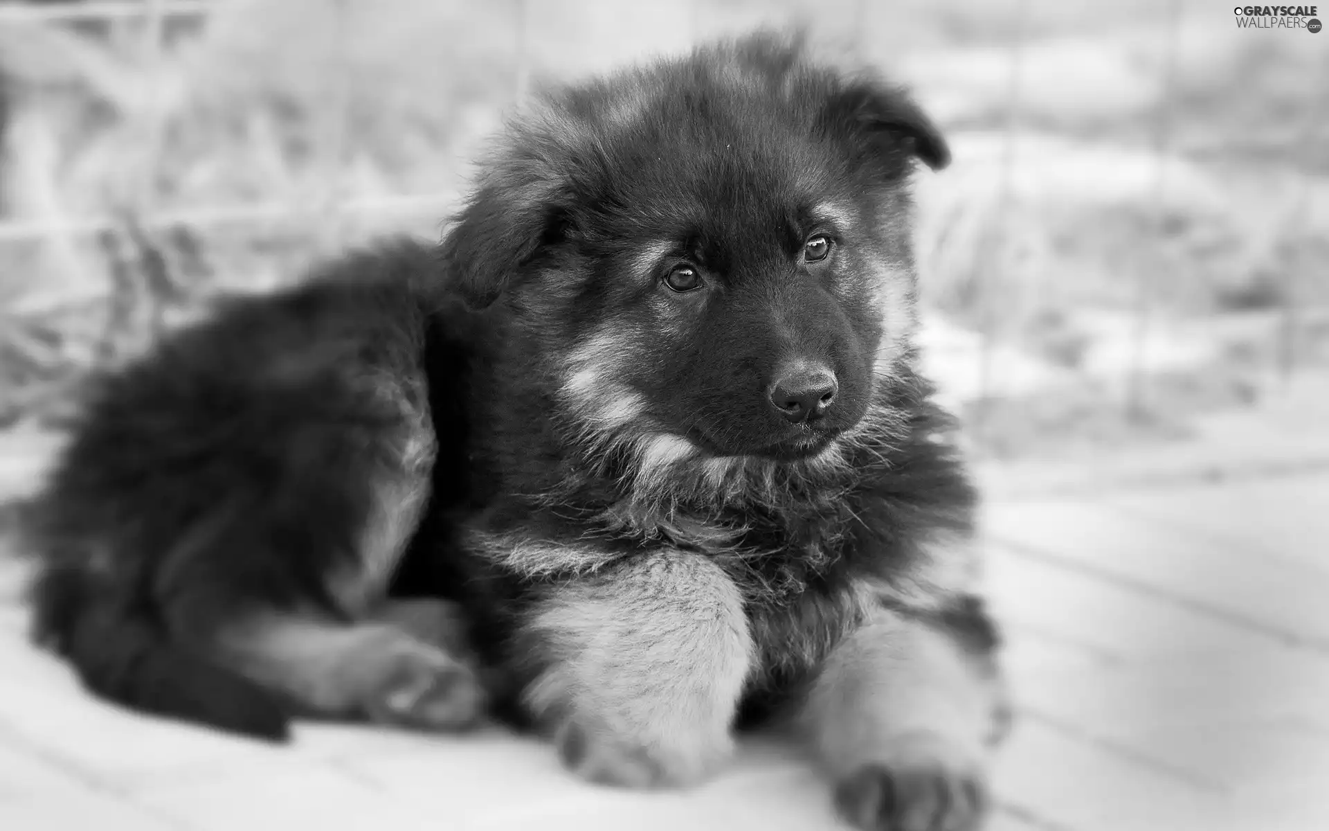 honeyed, sheep-dog, german, Puppy