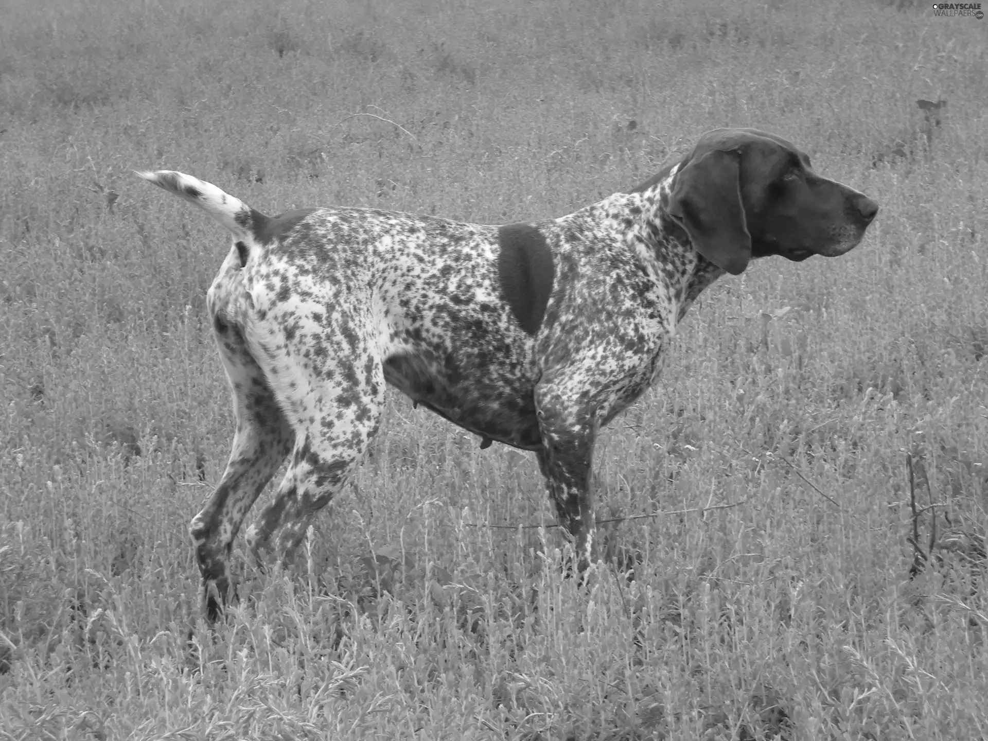 adult, German Shorthaired Pointer