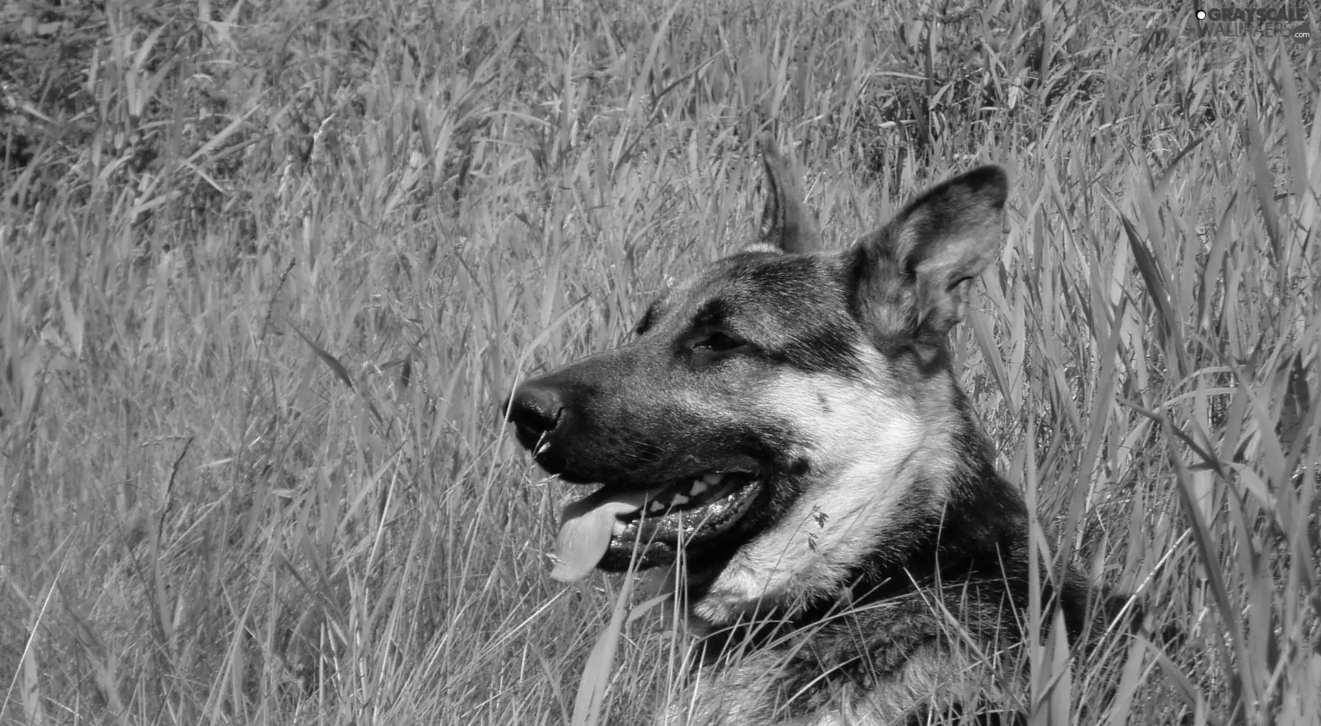 grass, sheep-dog, german