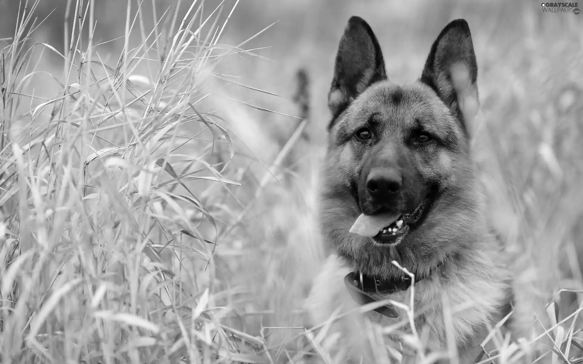 grass, sheep-dog, german