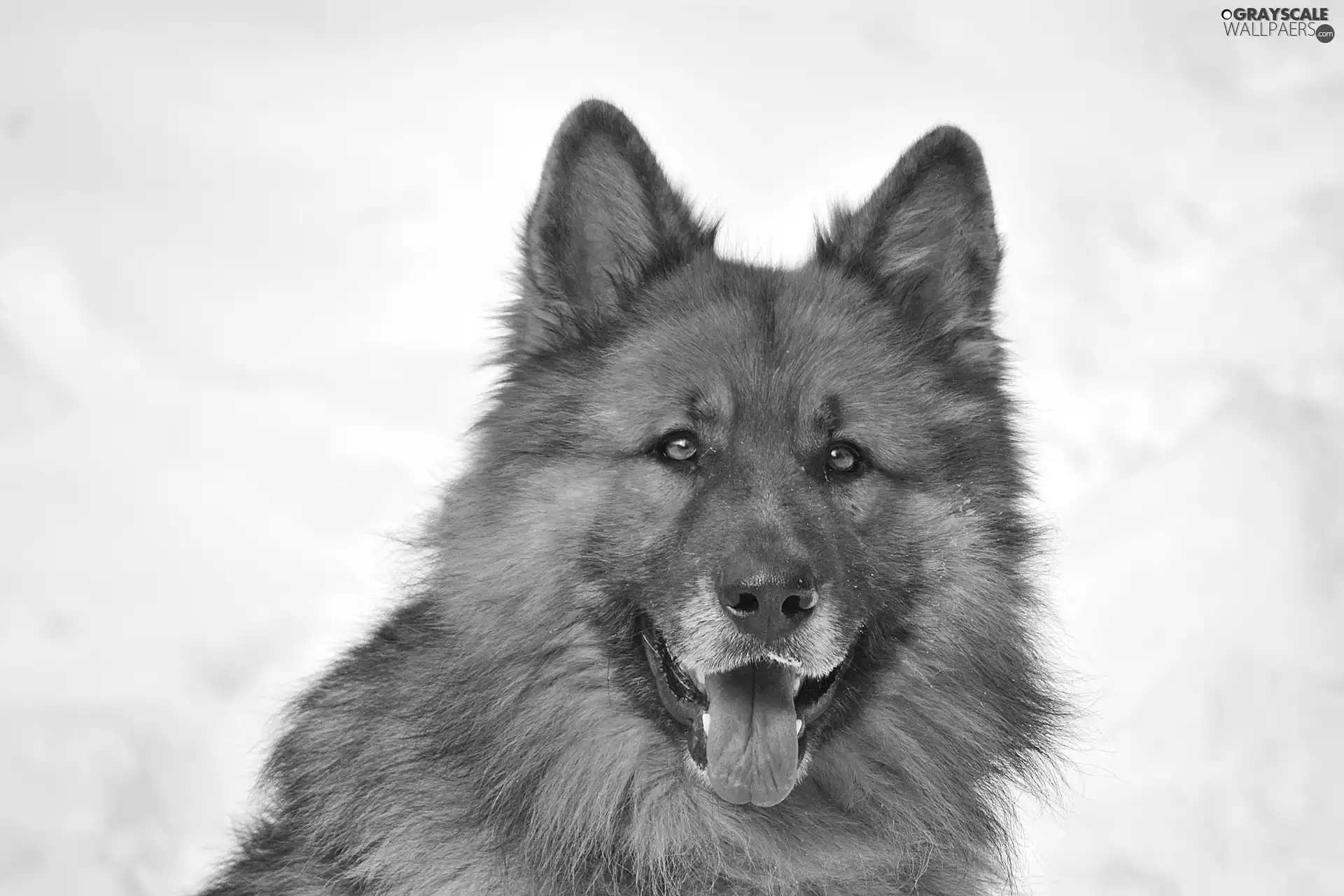 Tounge, sheep-dog, german