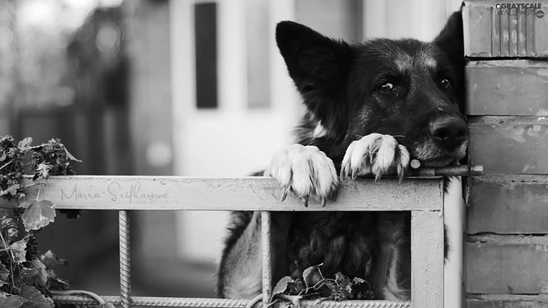 wall, sheep-dog, german