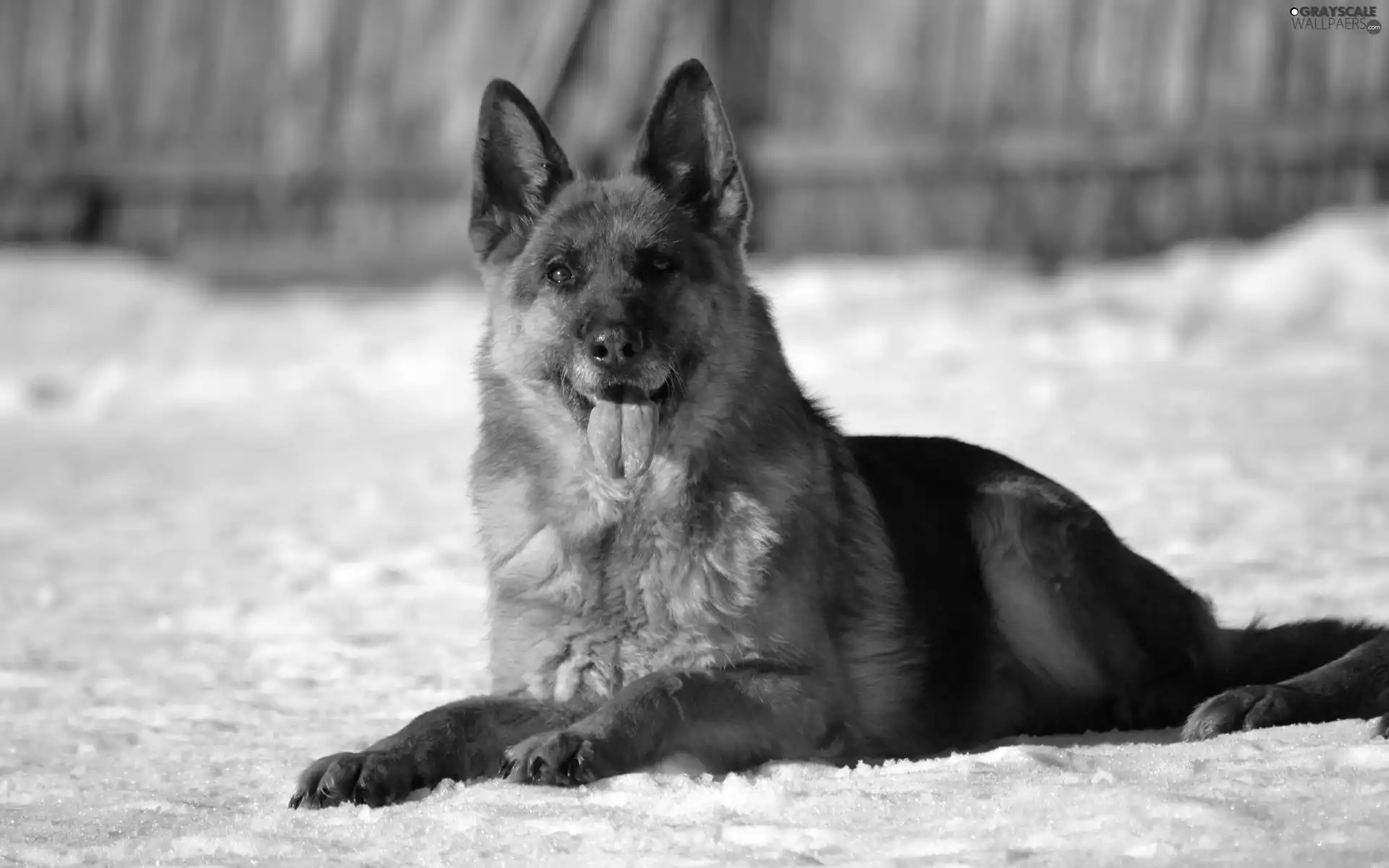 German Shepherd, winter
