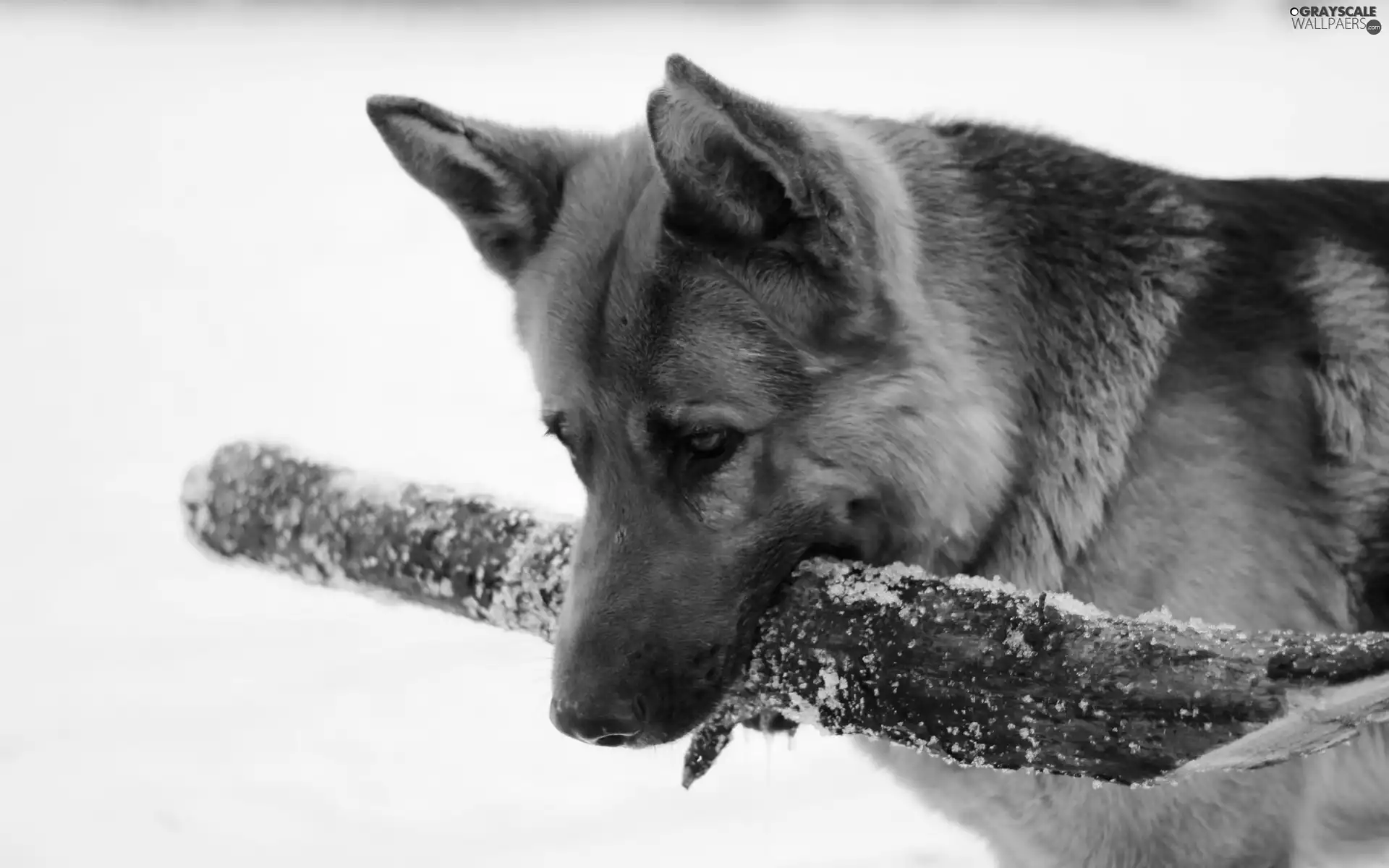 stick, dog, German Shepherd