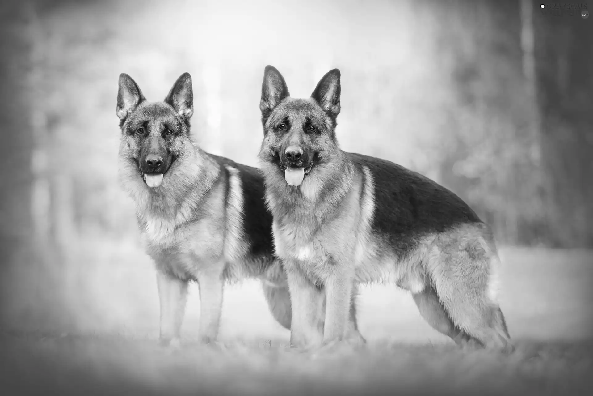 Two cars, German Shepherds