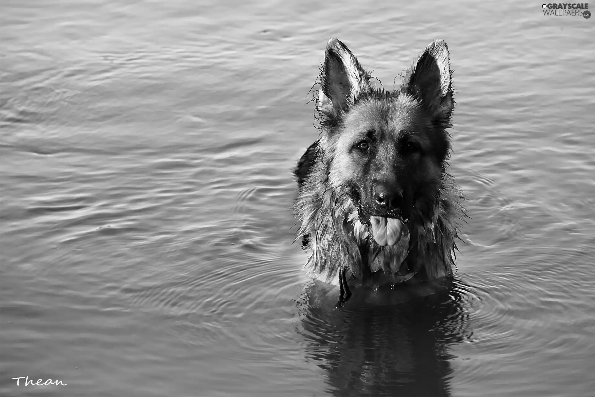 German Shepherd, water