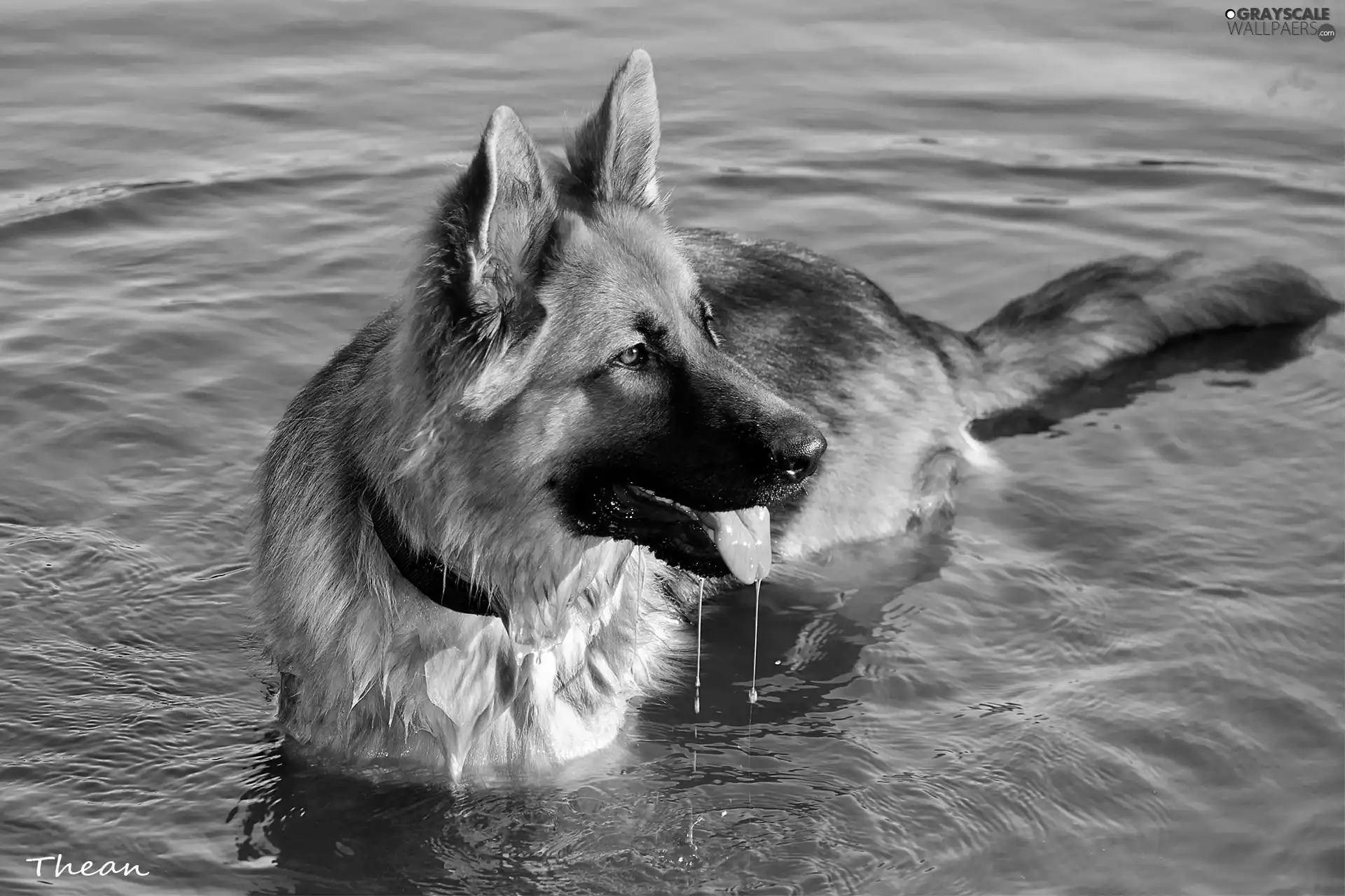 German Shepherd, water