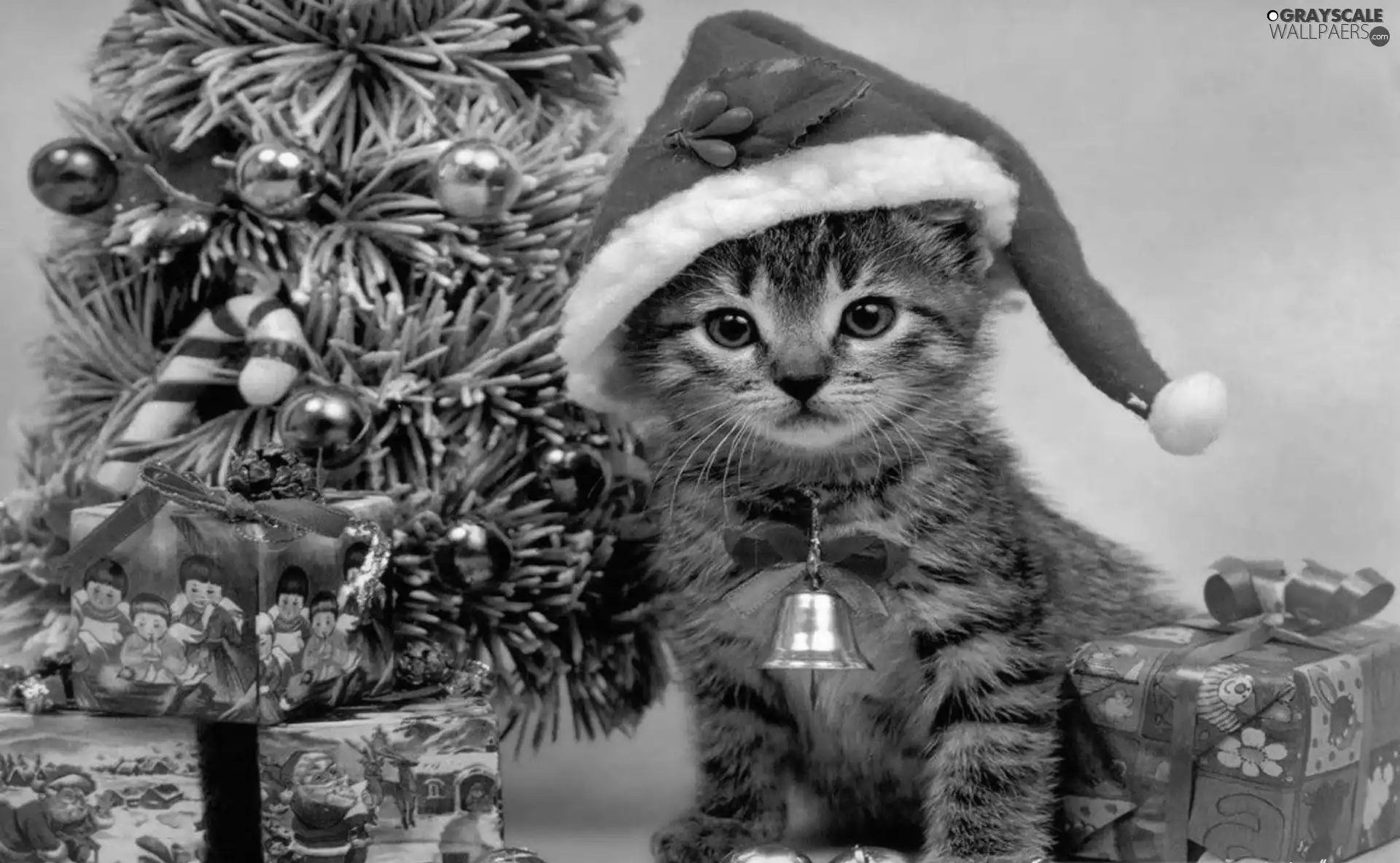 small, christmas tree, gifts, kitten