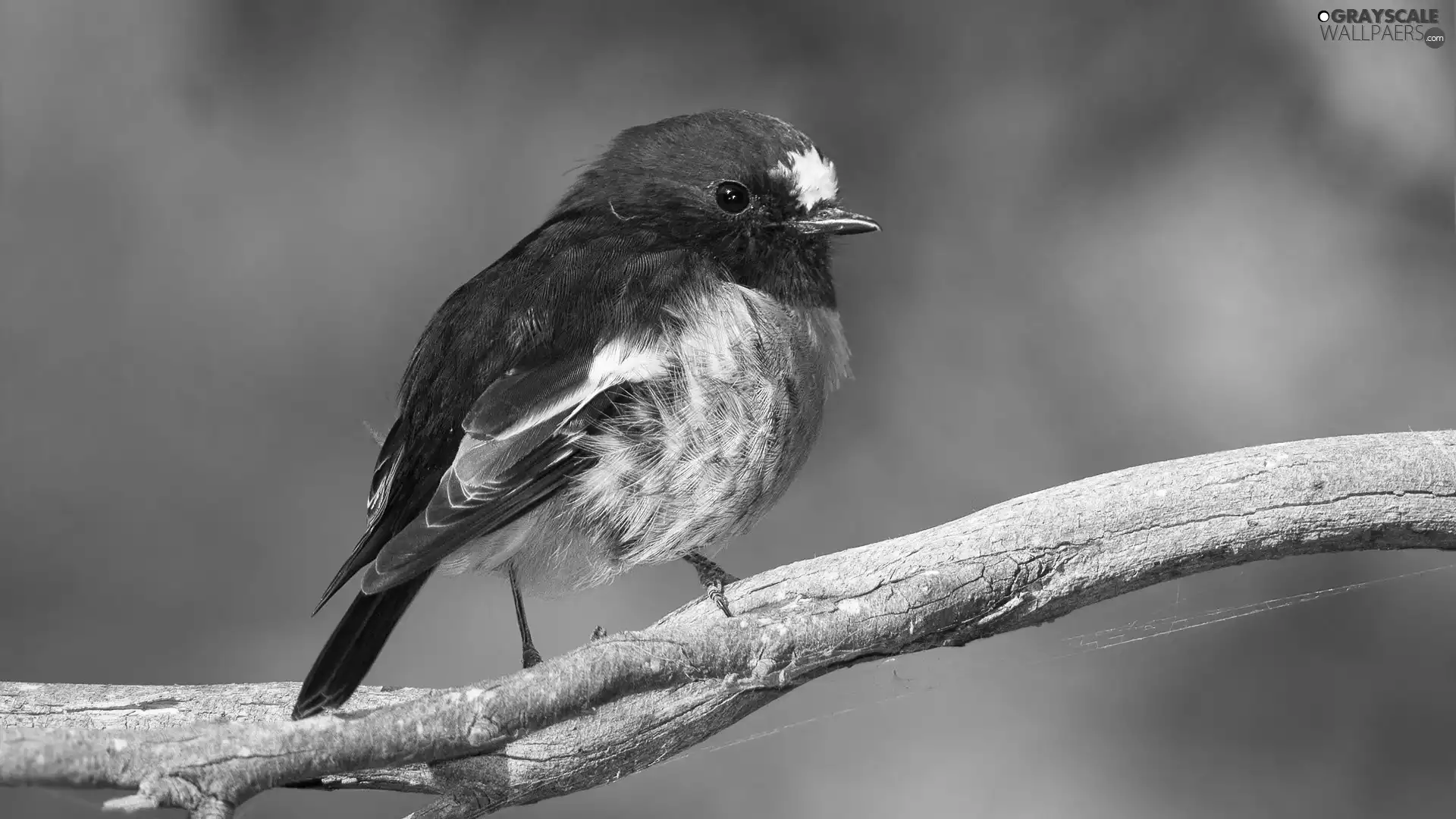 birdies, Gil