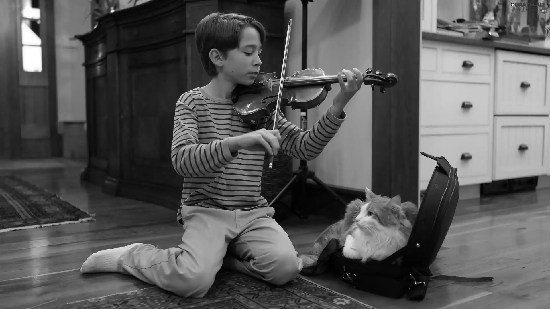 ginger, cat, boy, violin, interior