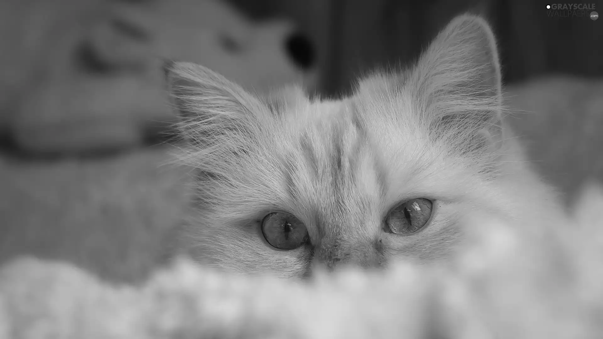 The look, coverlet, ginger, cat, Blue Eyed