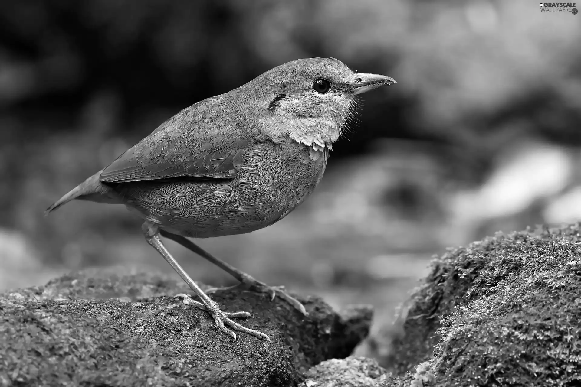 rocks, Pittidae, ginger, Moss