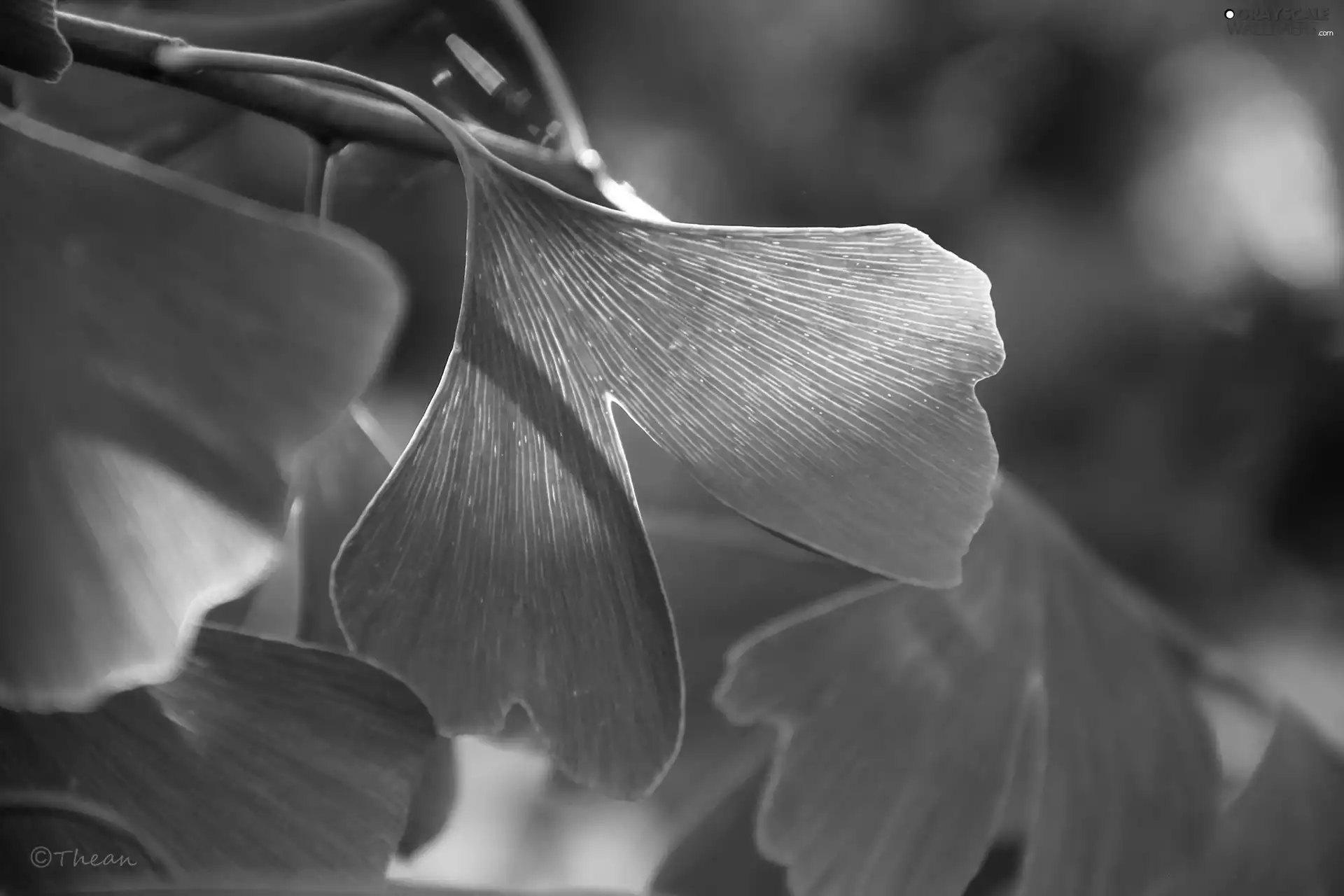 Ginkgo Japanese, Leaf