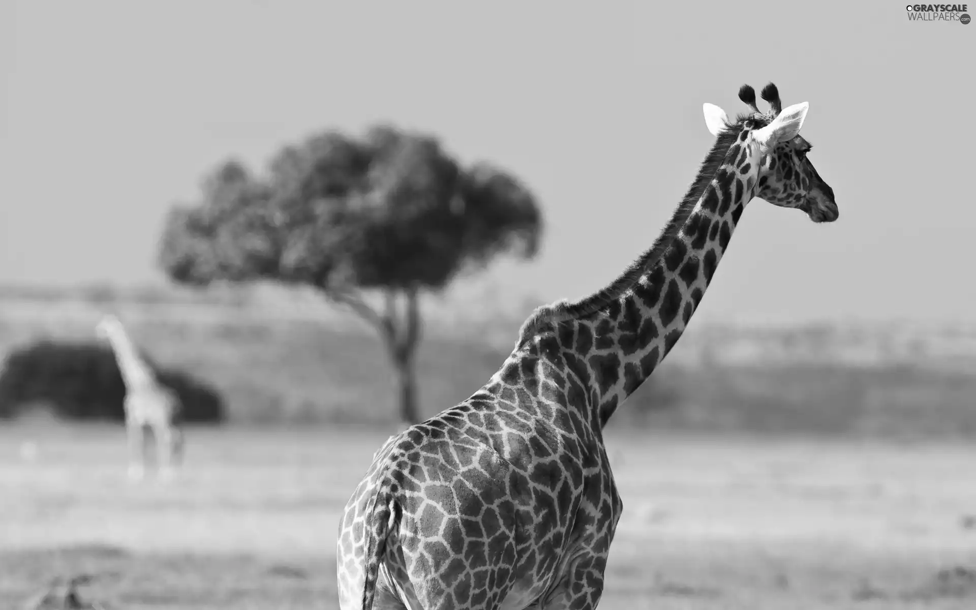 giraffe, savanna, trees