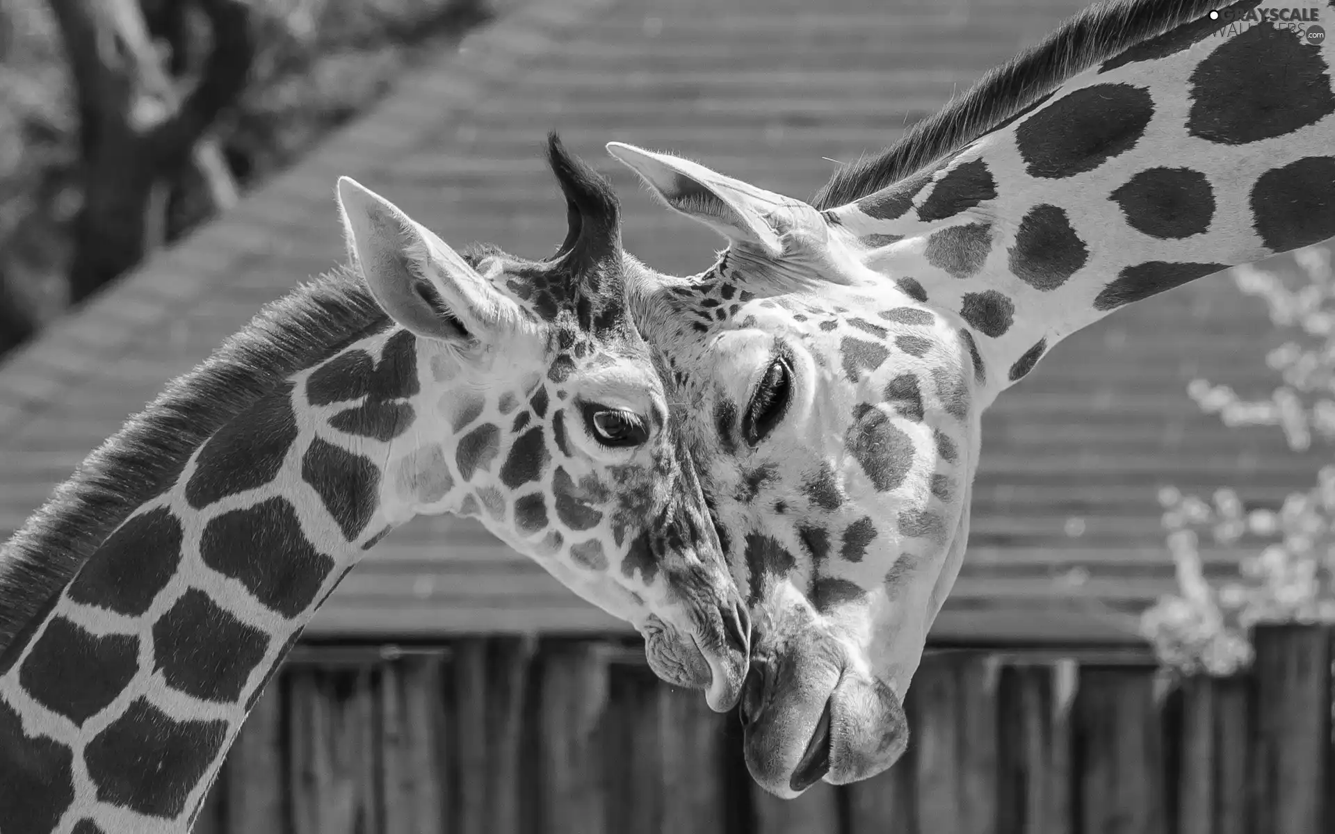 Two, giraffe