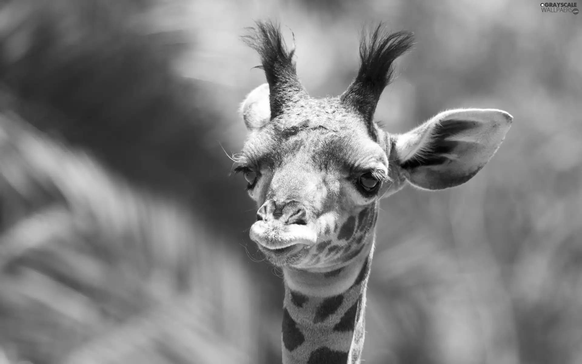 young, giraffe