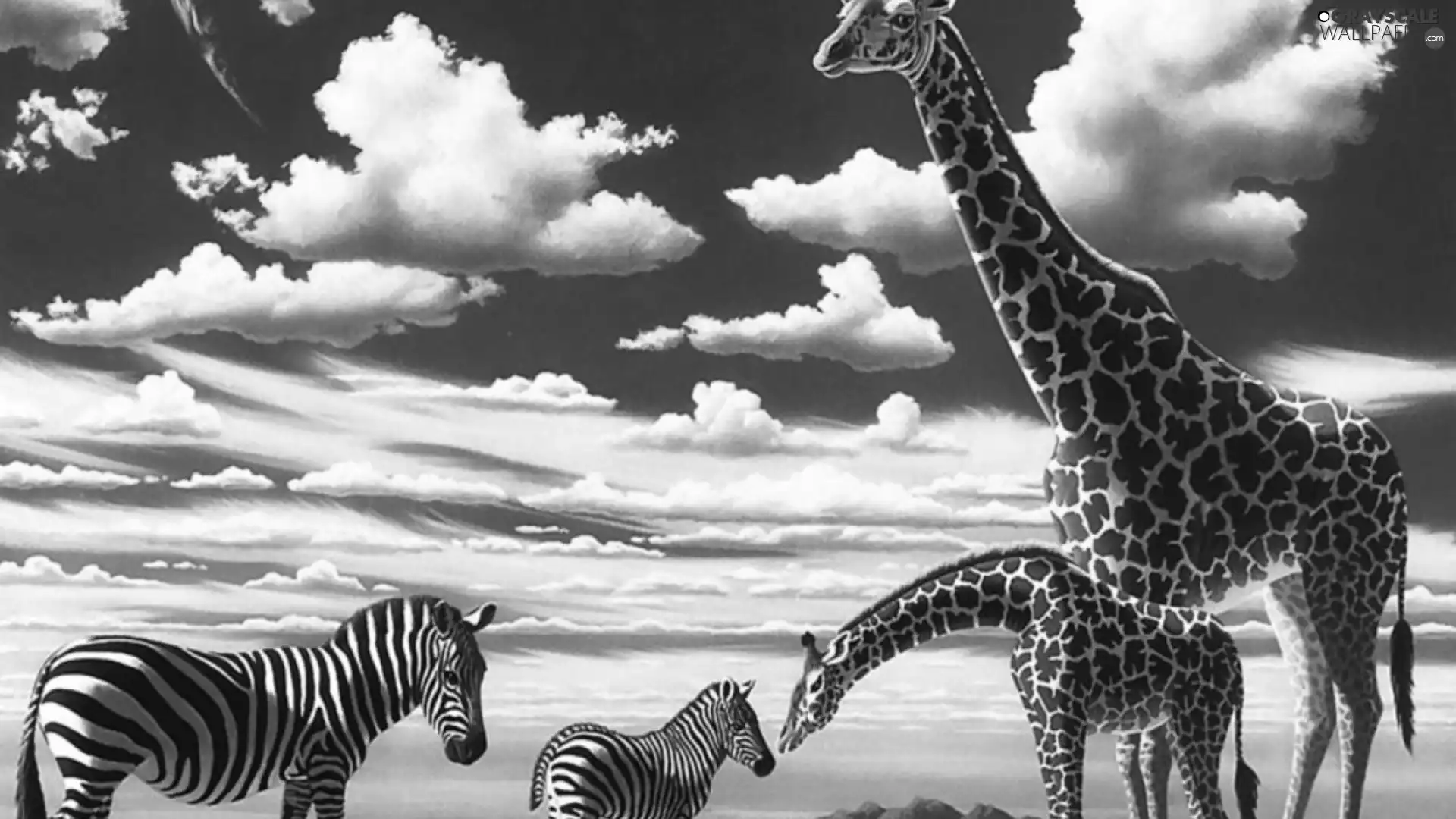 zebra, giraffe