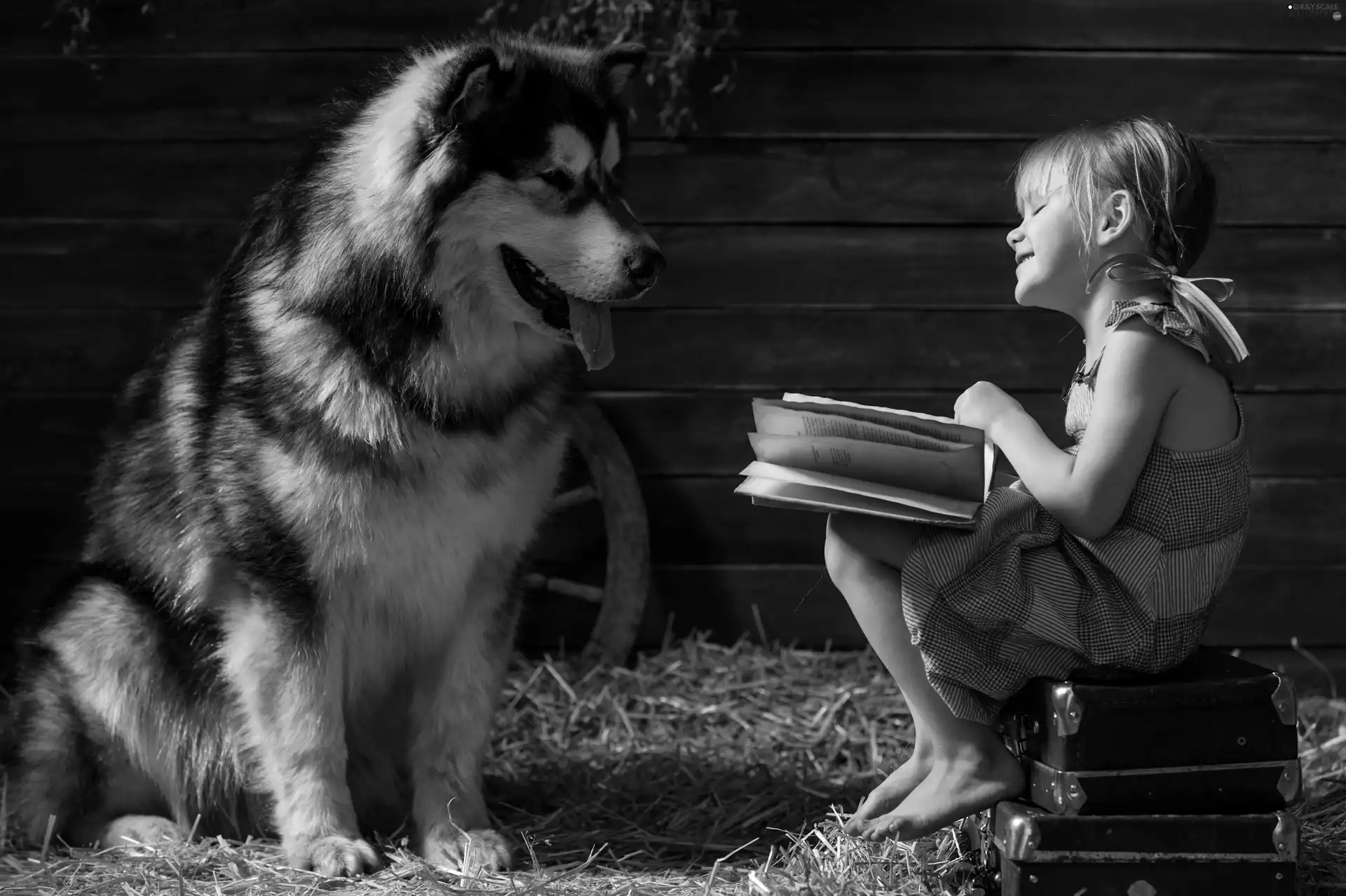 Alaskan Malamute, dog, girl