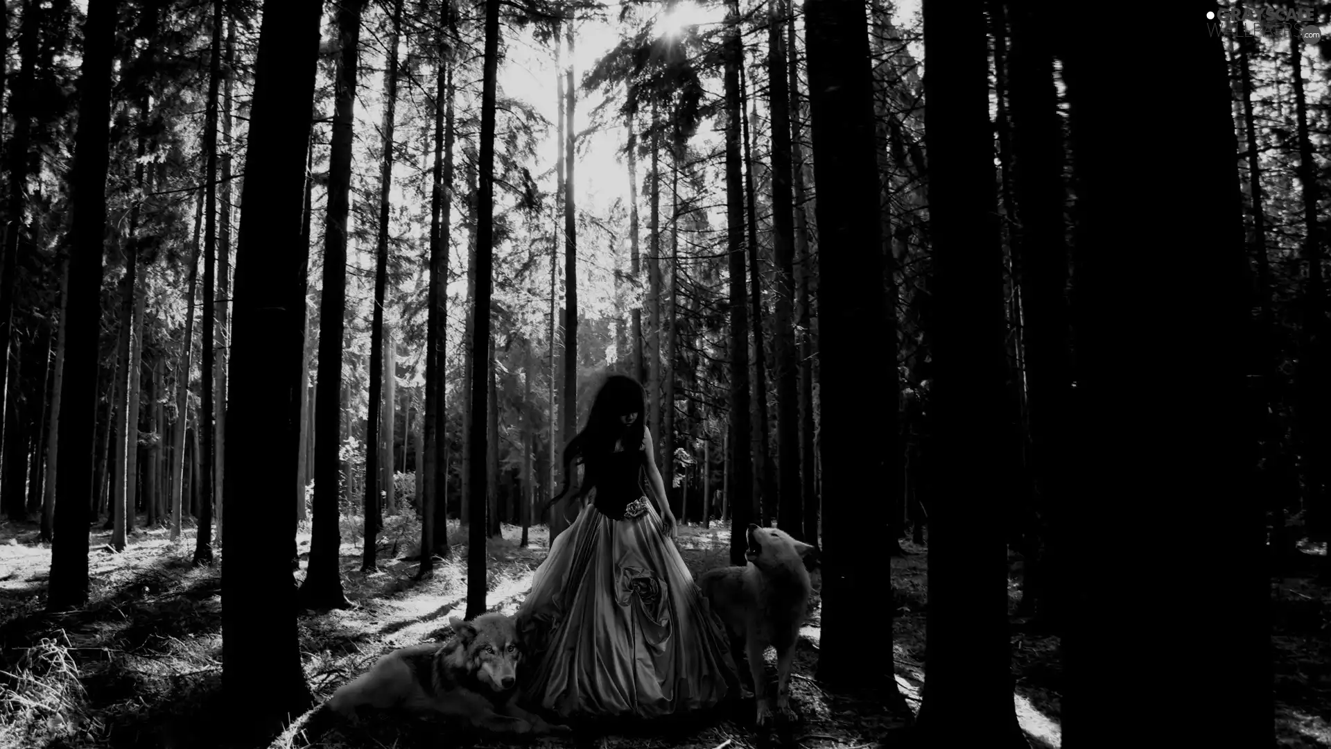 forest, wolves, girl, Night