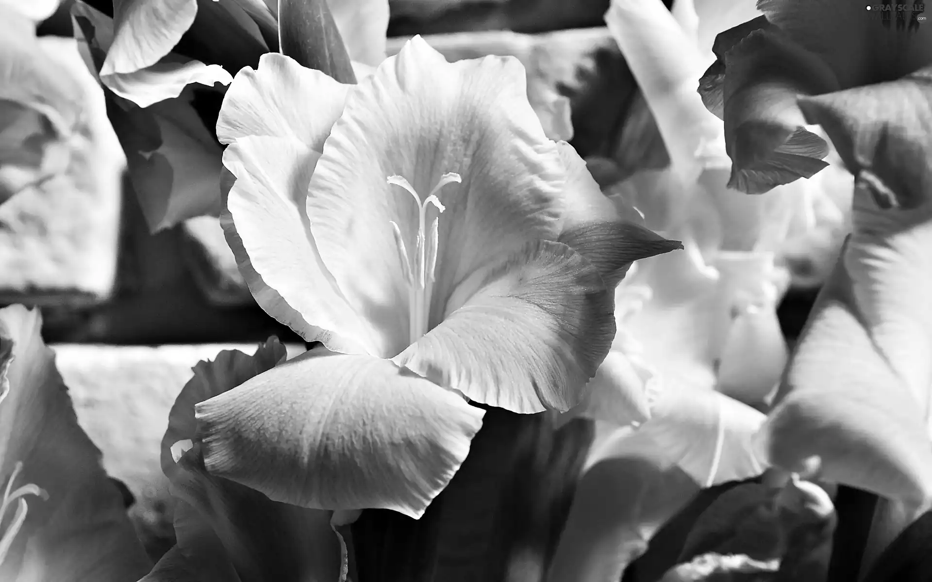 Yellow, Gladioli