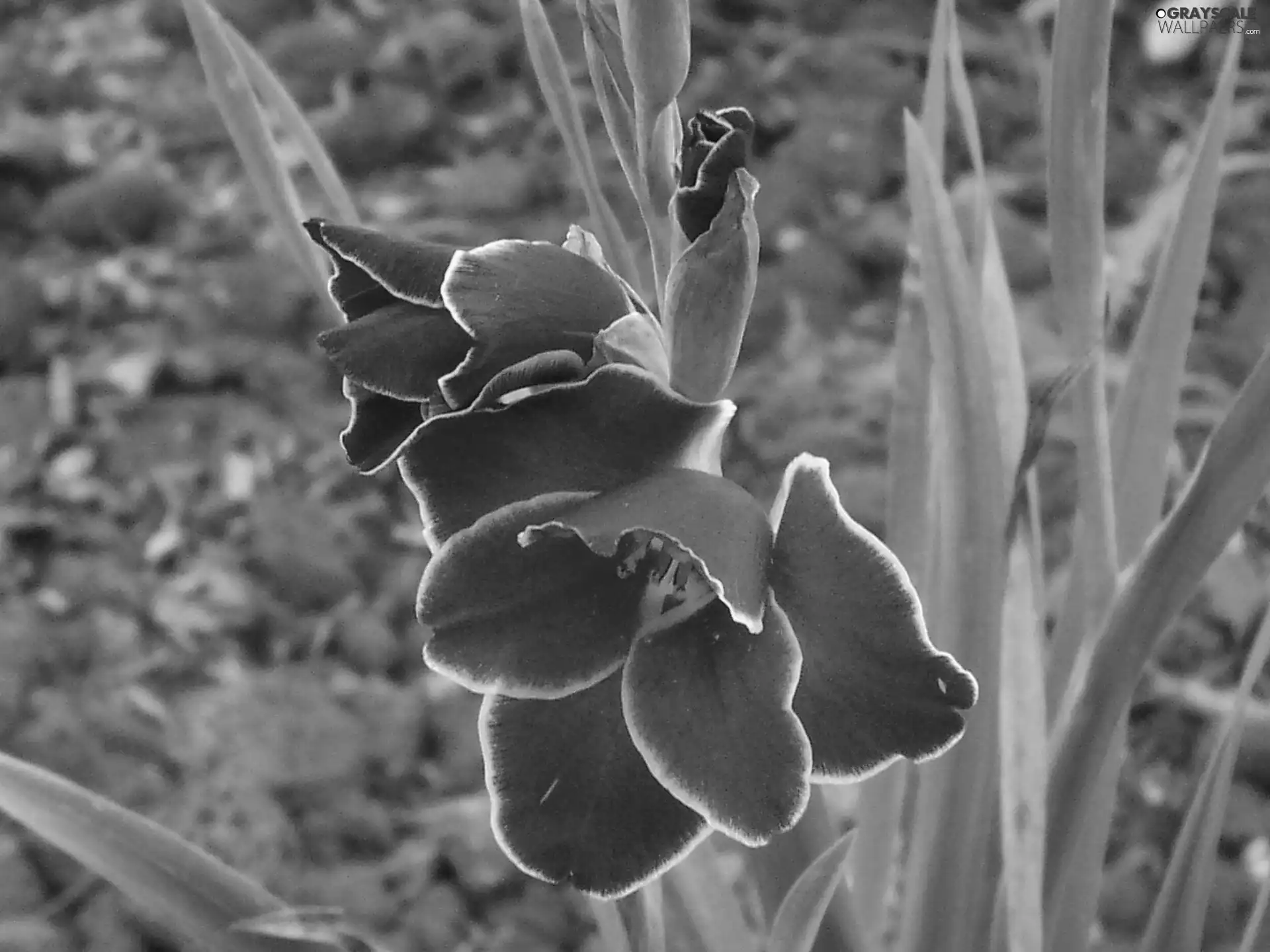 Red, gladiolus