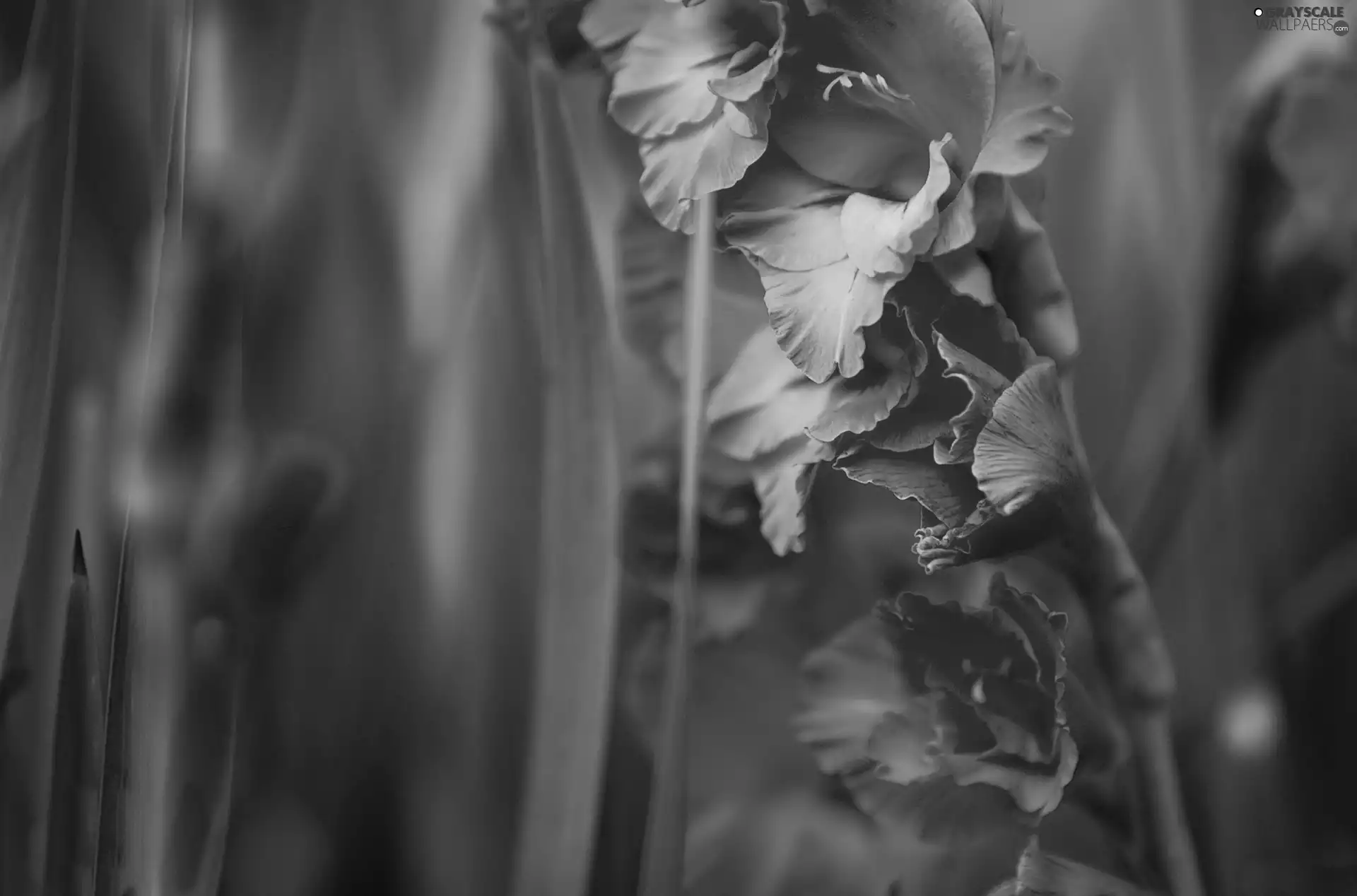 Red, gladiolus