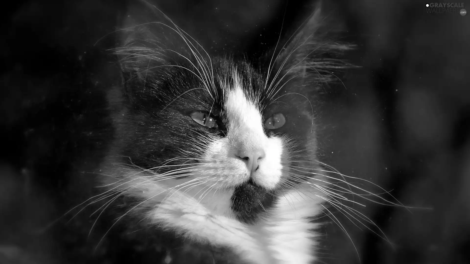 glamour, cat, Head