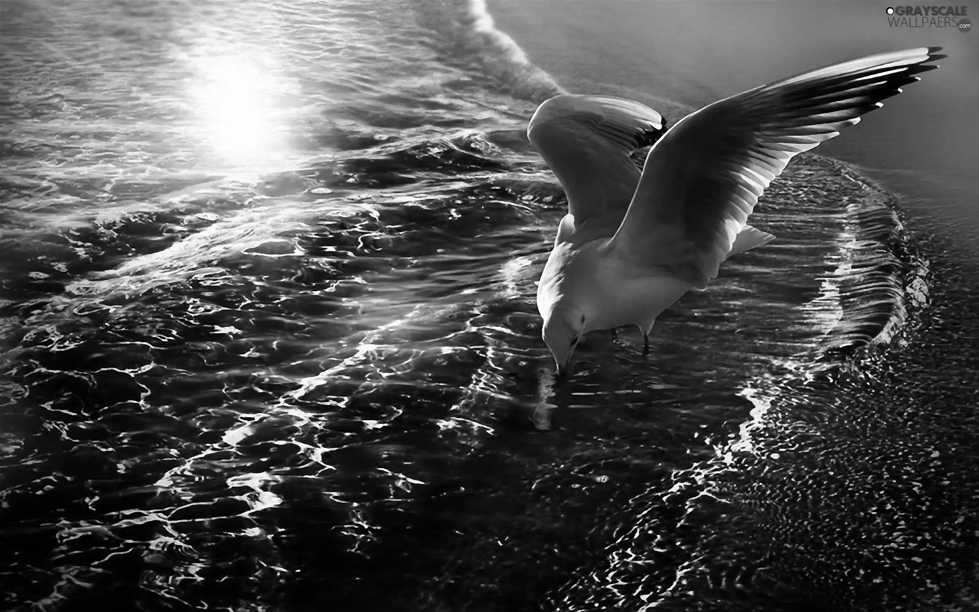 seagull, sea, glamour, hunting