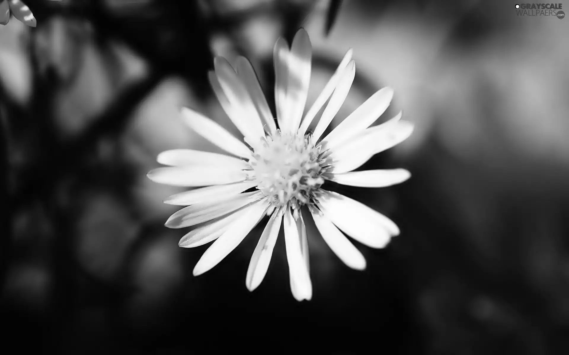 White, daisy, glamour, Flower
