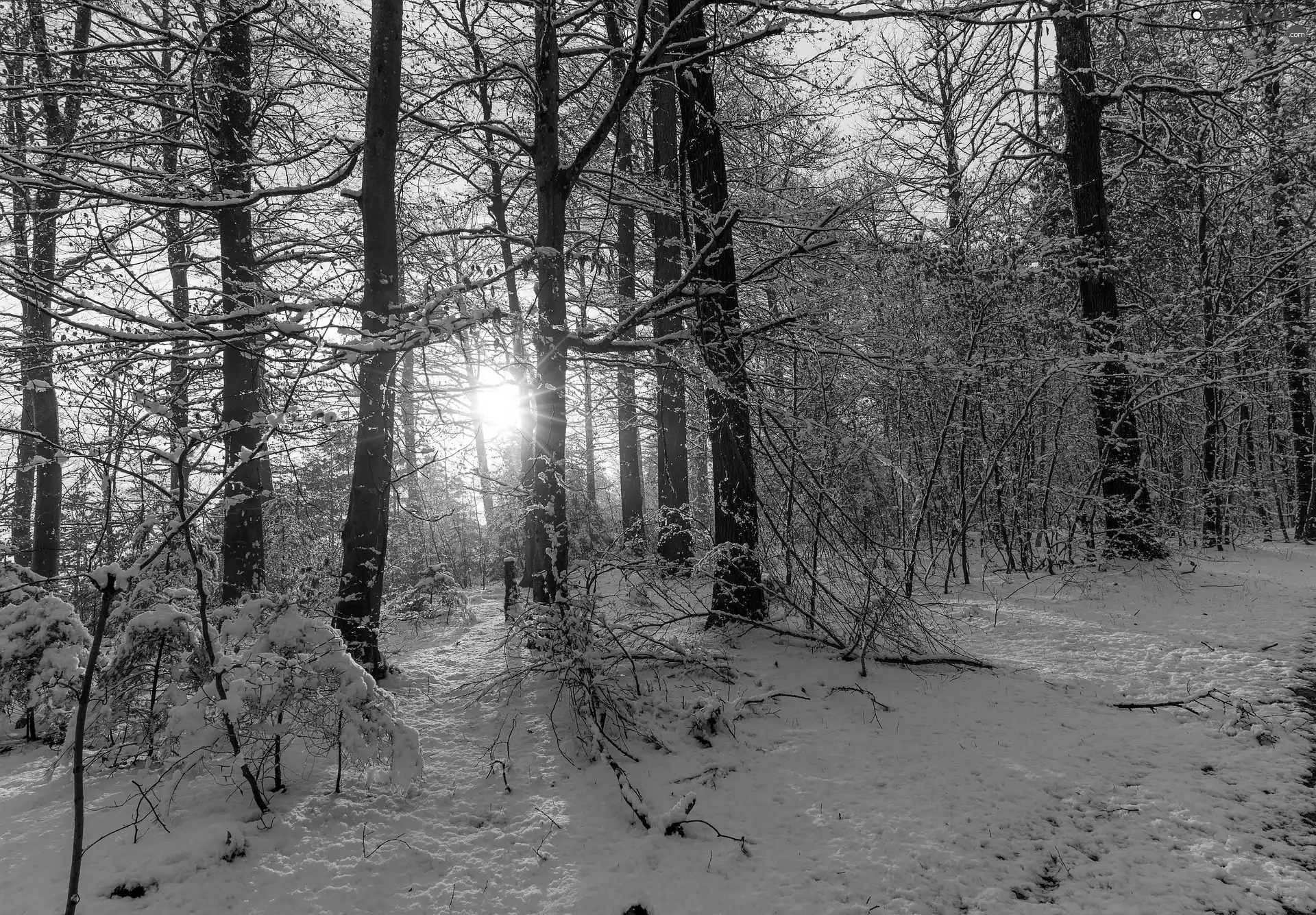 sunny, glamour, winter, snow, forest