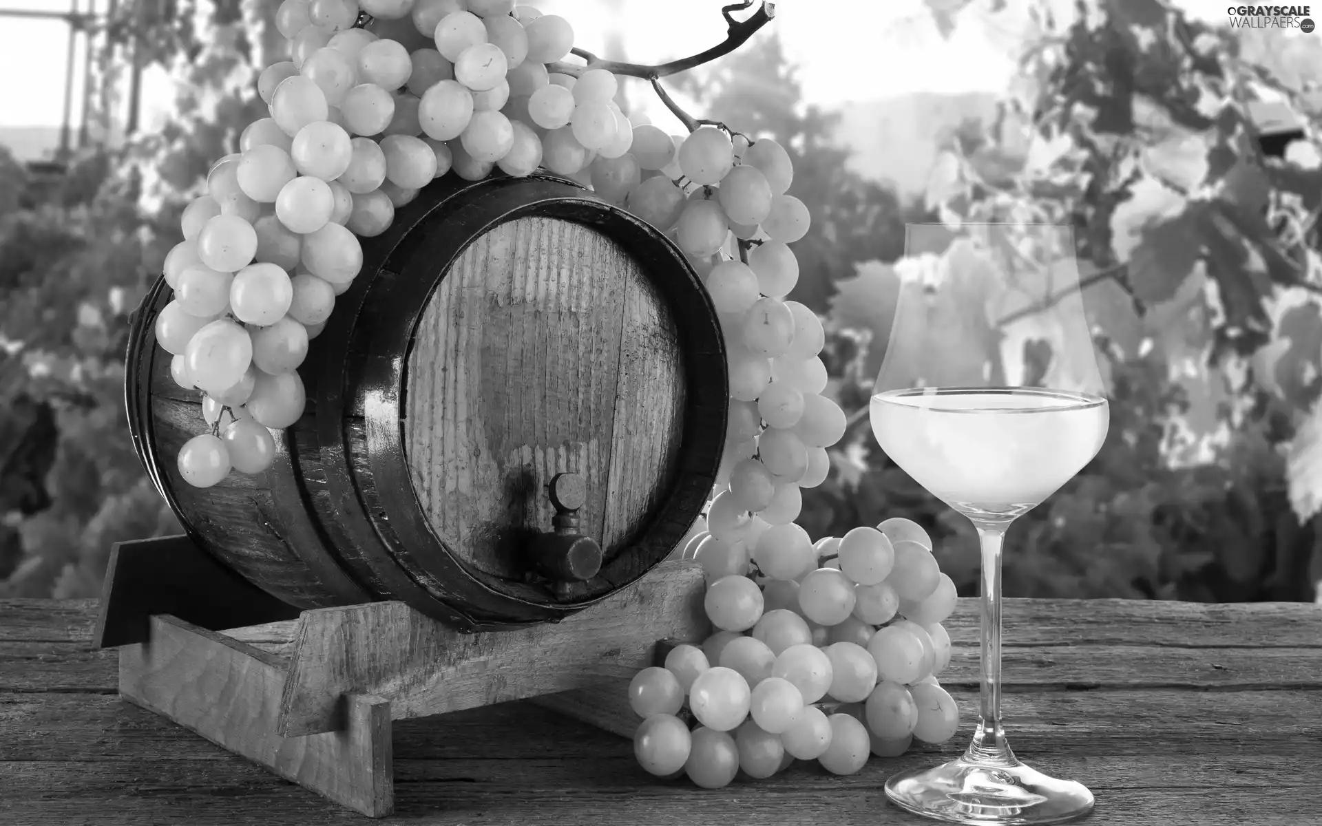 glass, composition, grapes, barrel, spray