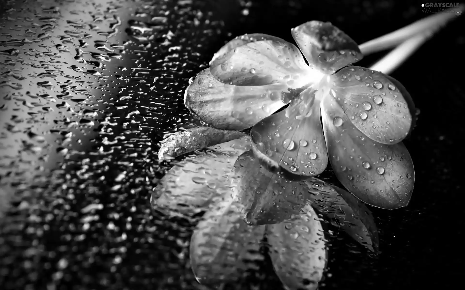 rain, Glass, crocus, drops, Violet