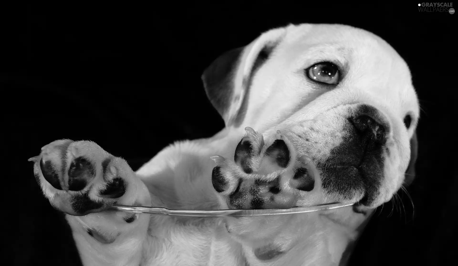 White, feet, glass, doggy