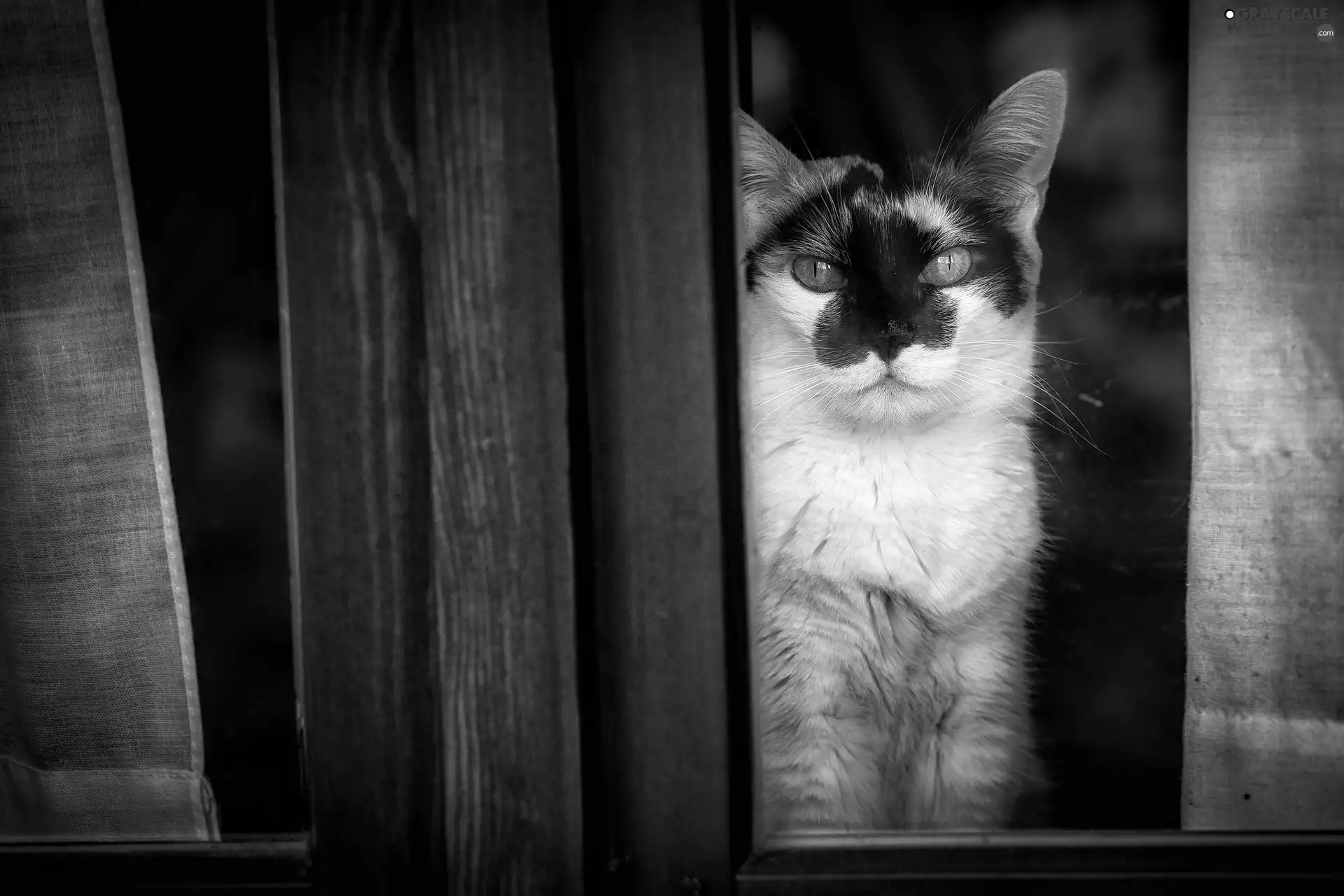 Glass, cat, Window