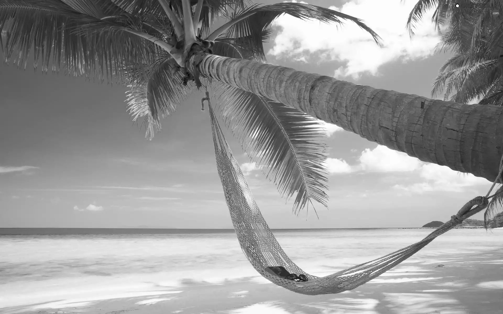 Glasses, Book, Palm, Hammock, Beaches