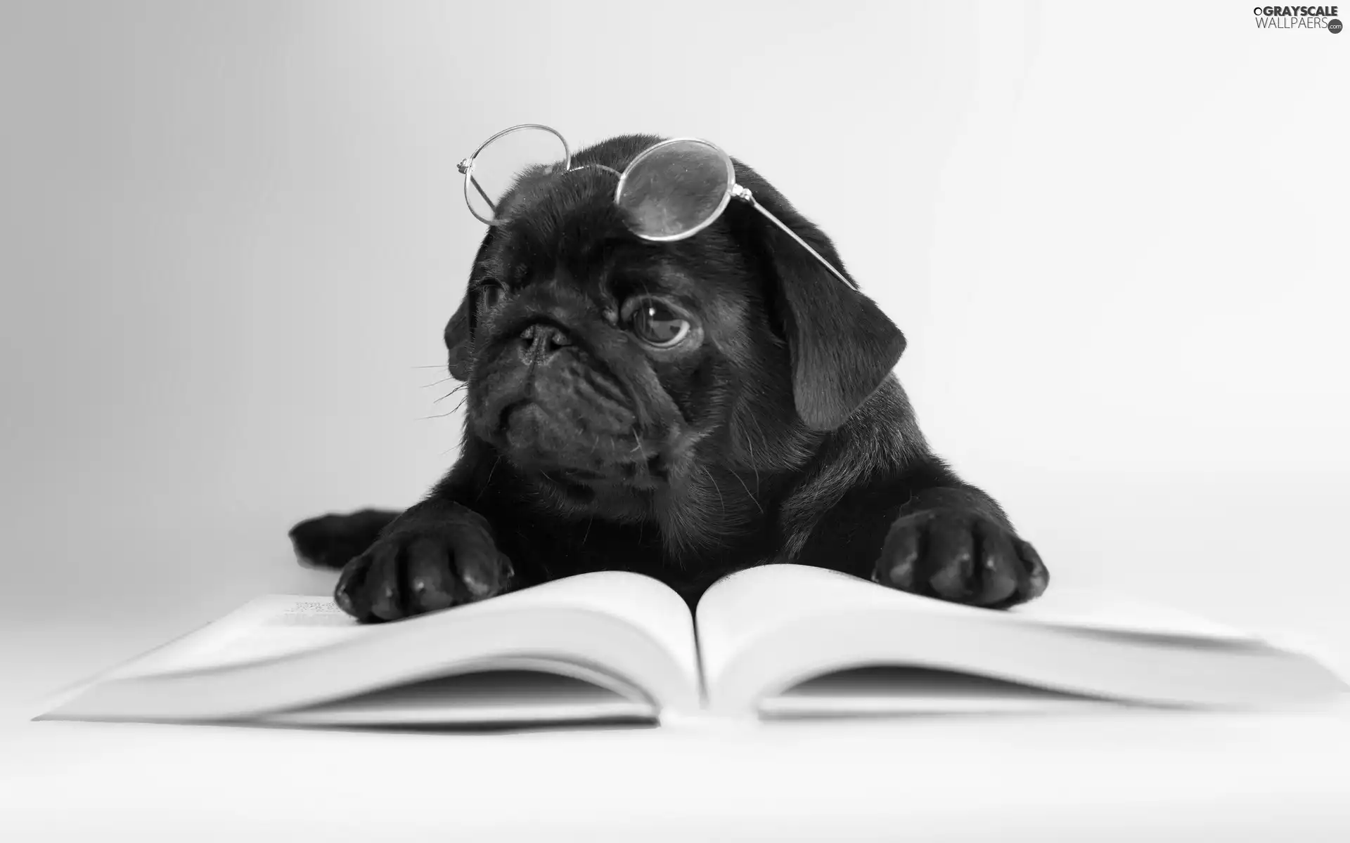 Glasses, dog, Book