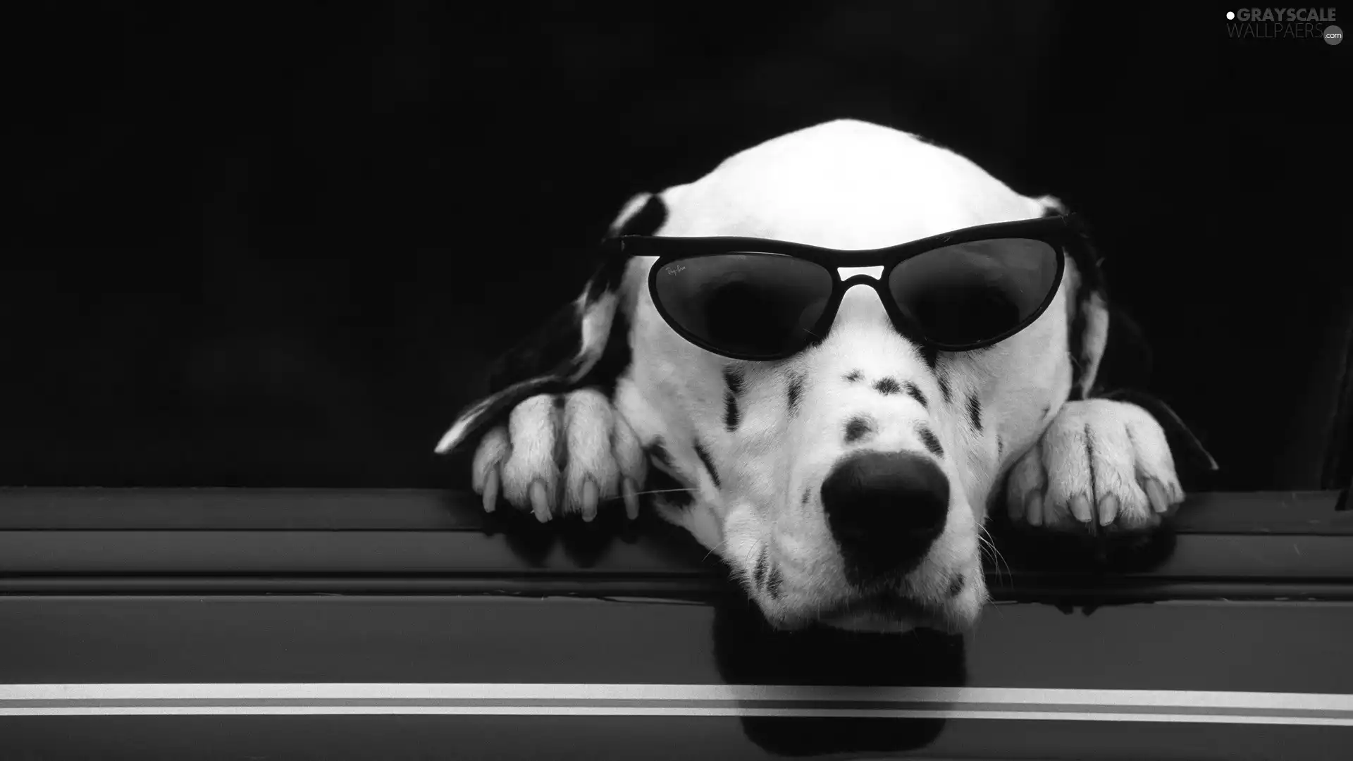 Dalmatian, Glasses