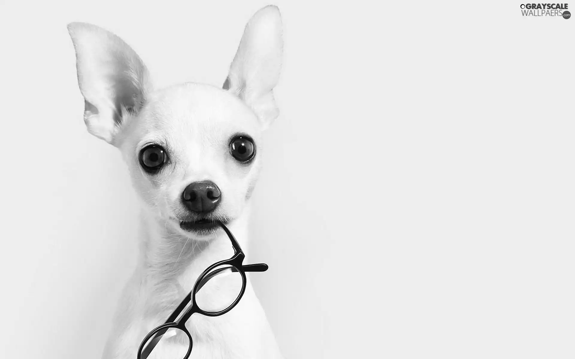 Glasses, White, doggy