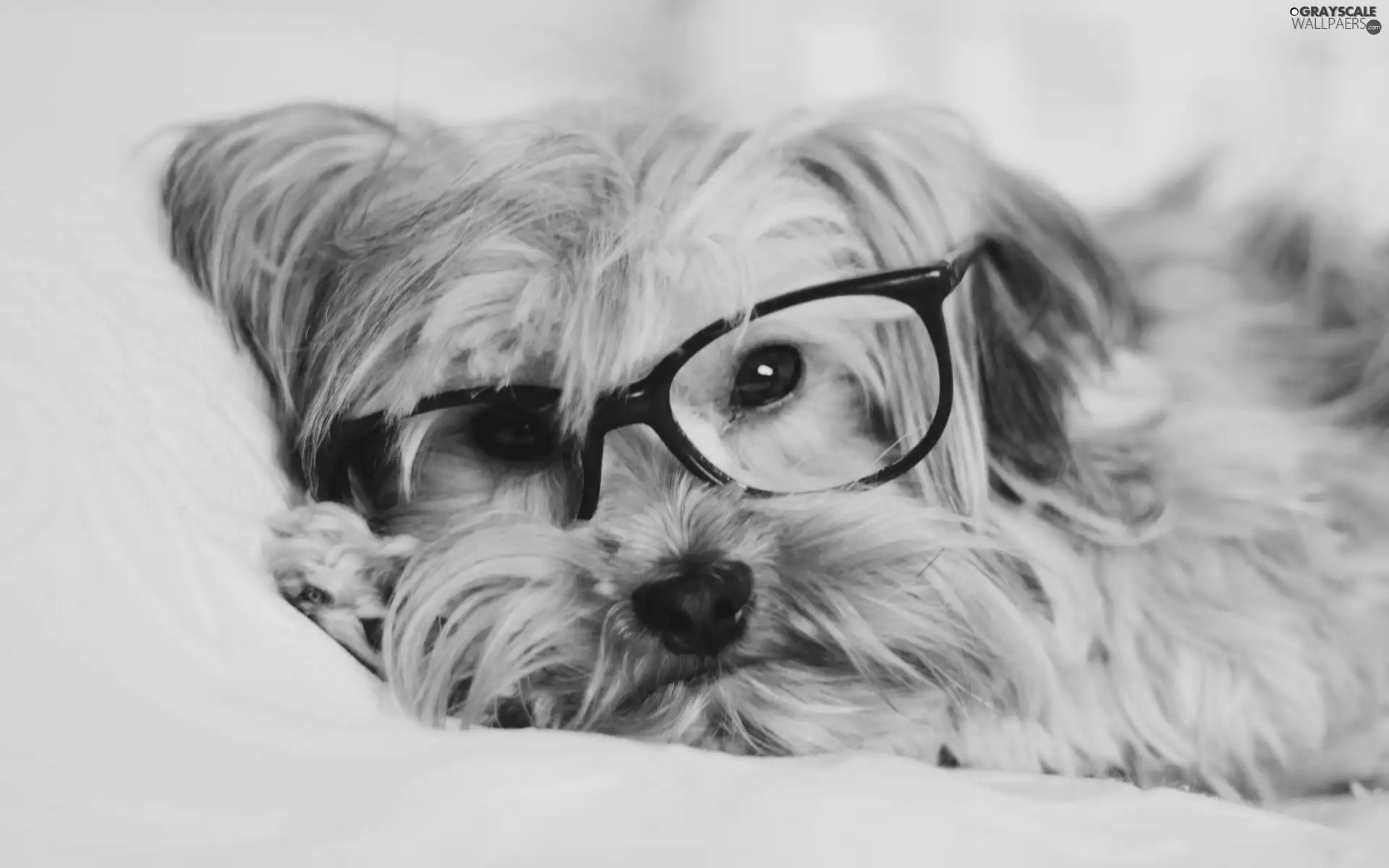 Yorkshire Terrier, dog, Glasses