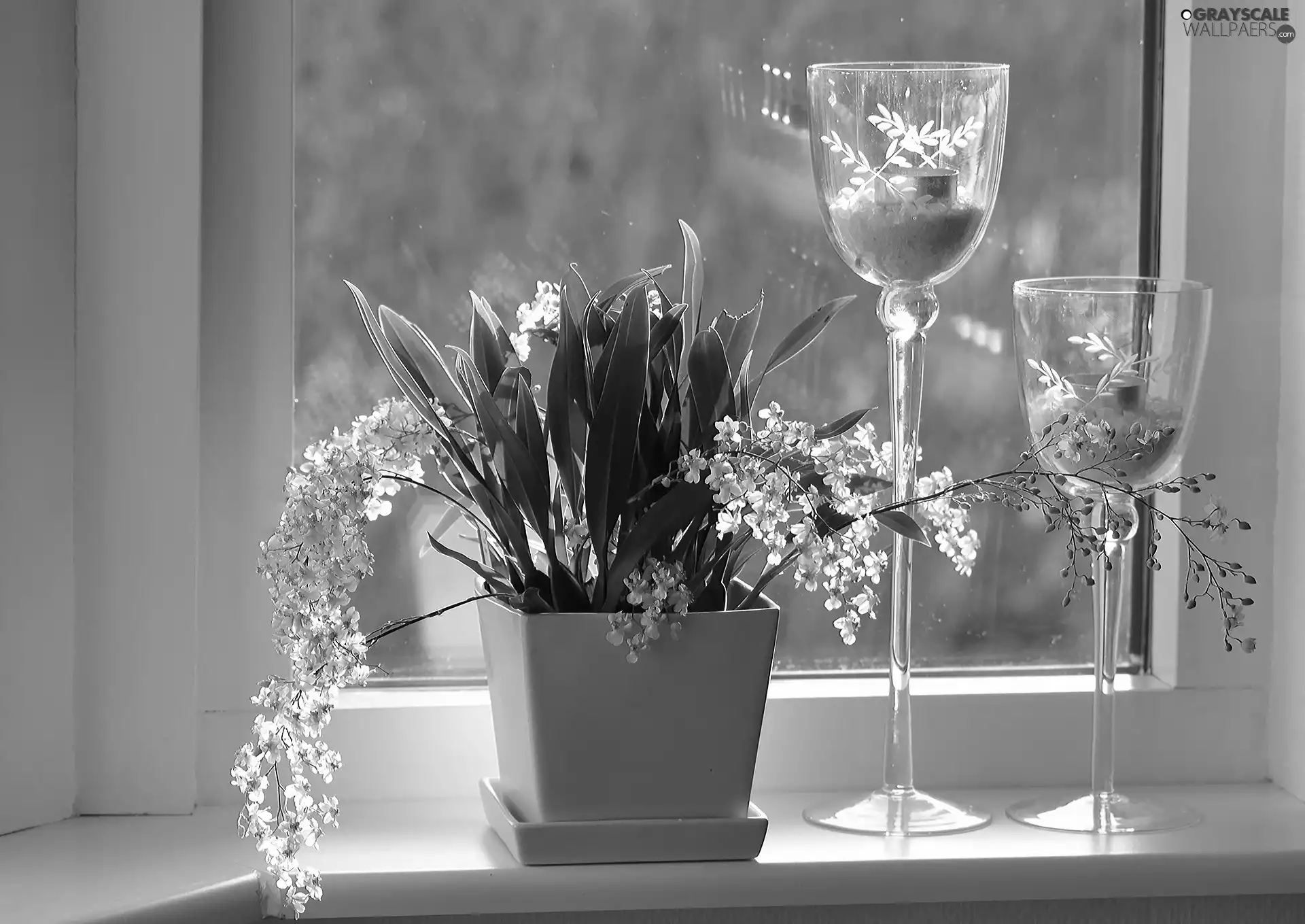 glasses, orchids, Window