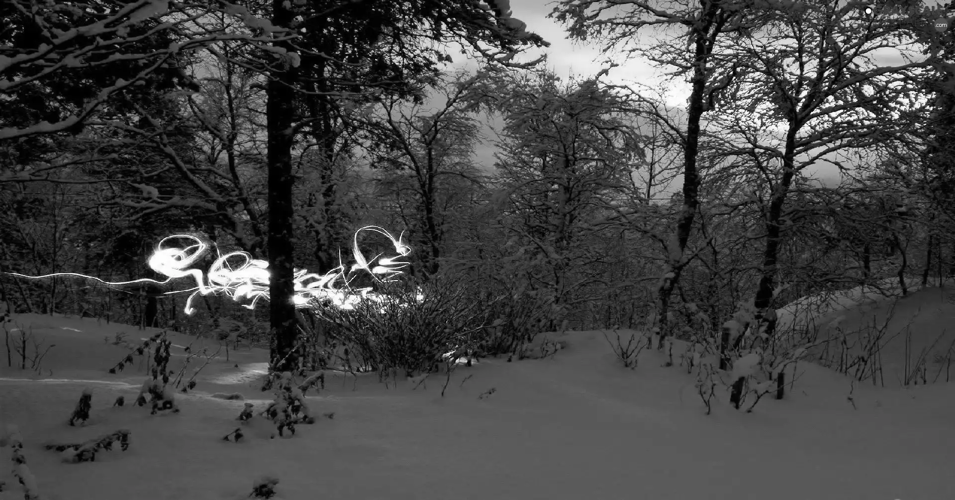 glimmer, Night, trees, viewes, winter