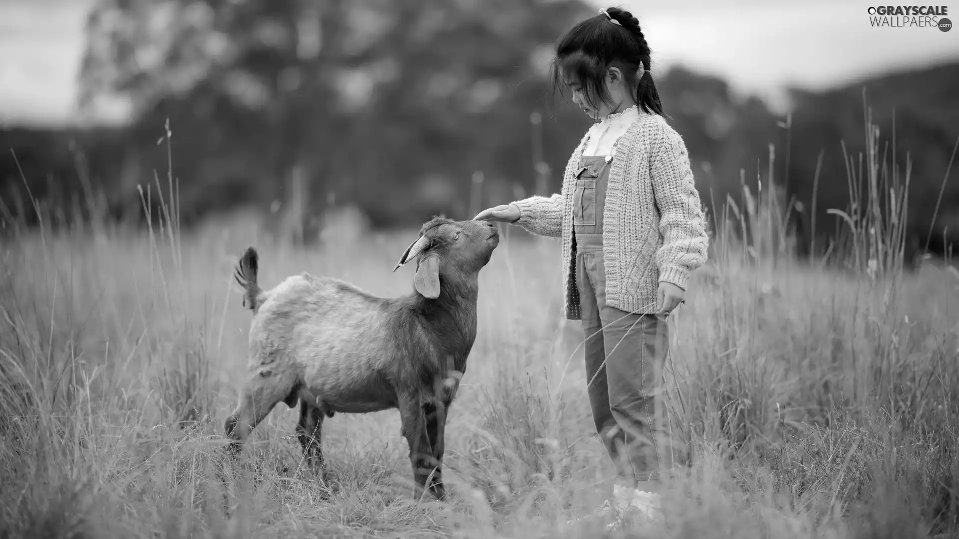 girl, Brown, Goat, goat