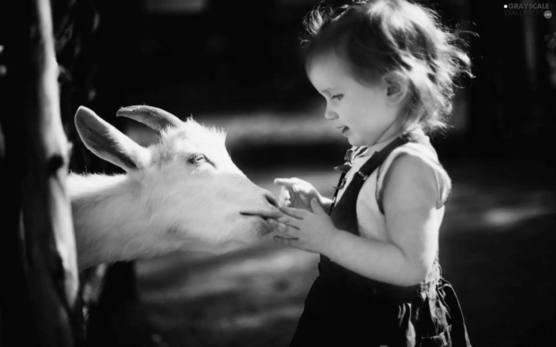 Goat, small, girl