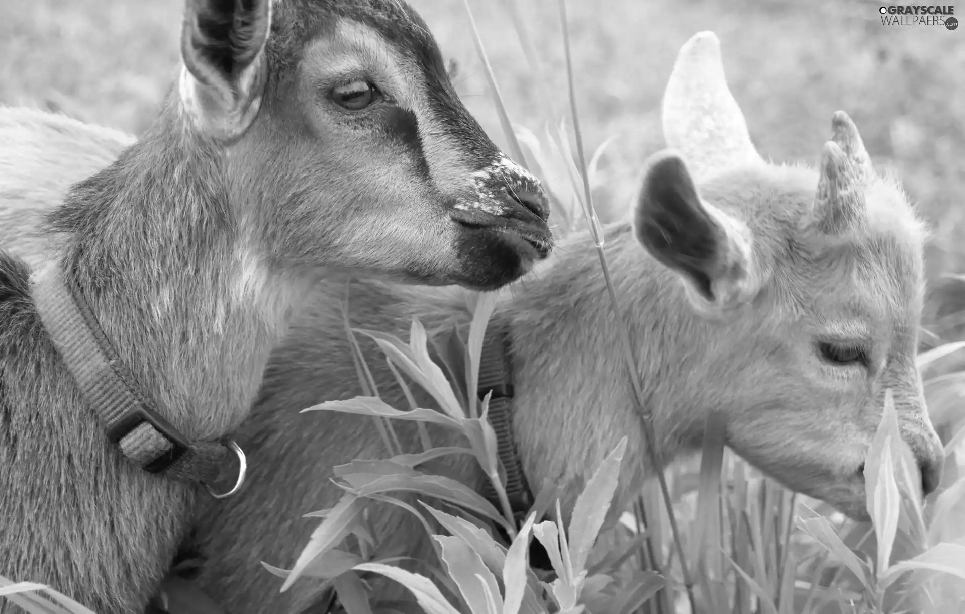 Goats