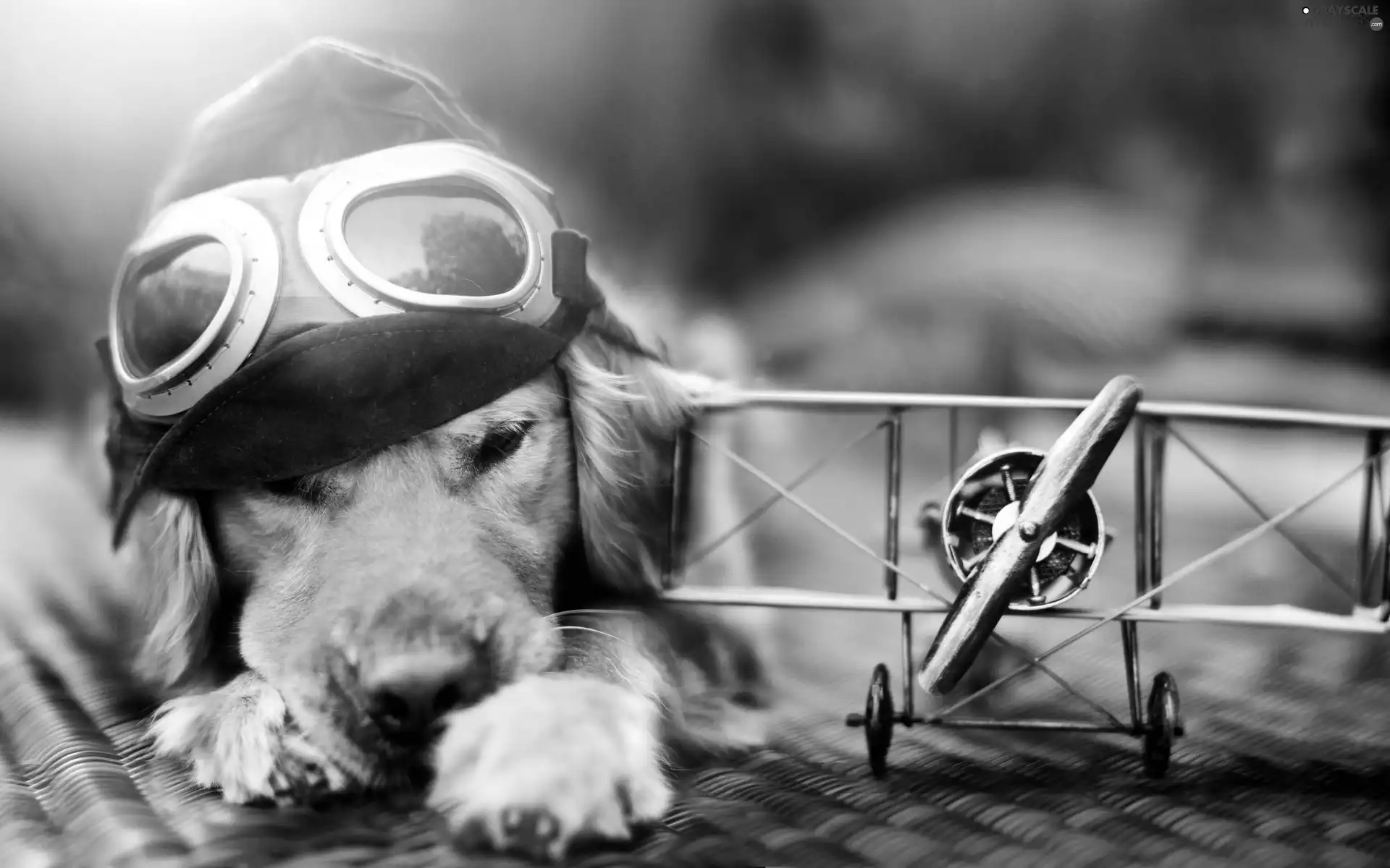 Golden Retriever, Little Plane, Hat, goggles, dog