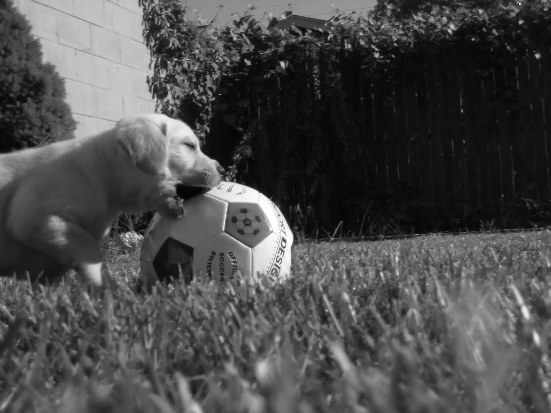 Golden Retriever, Ball