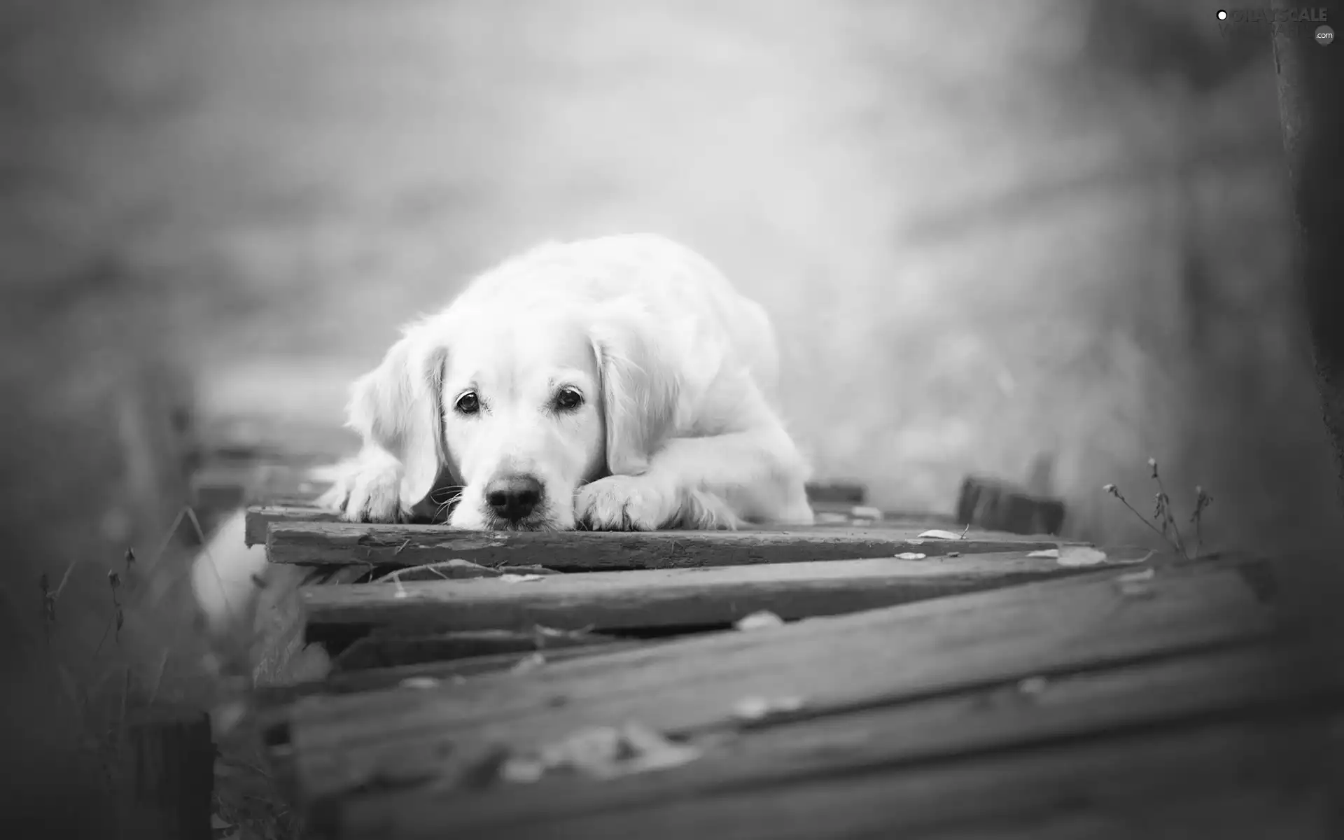 Golden Retriever, bridge