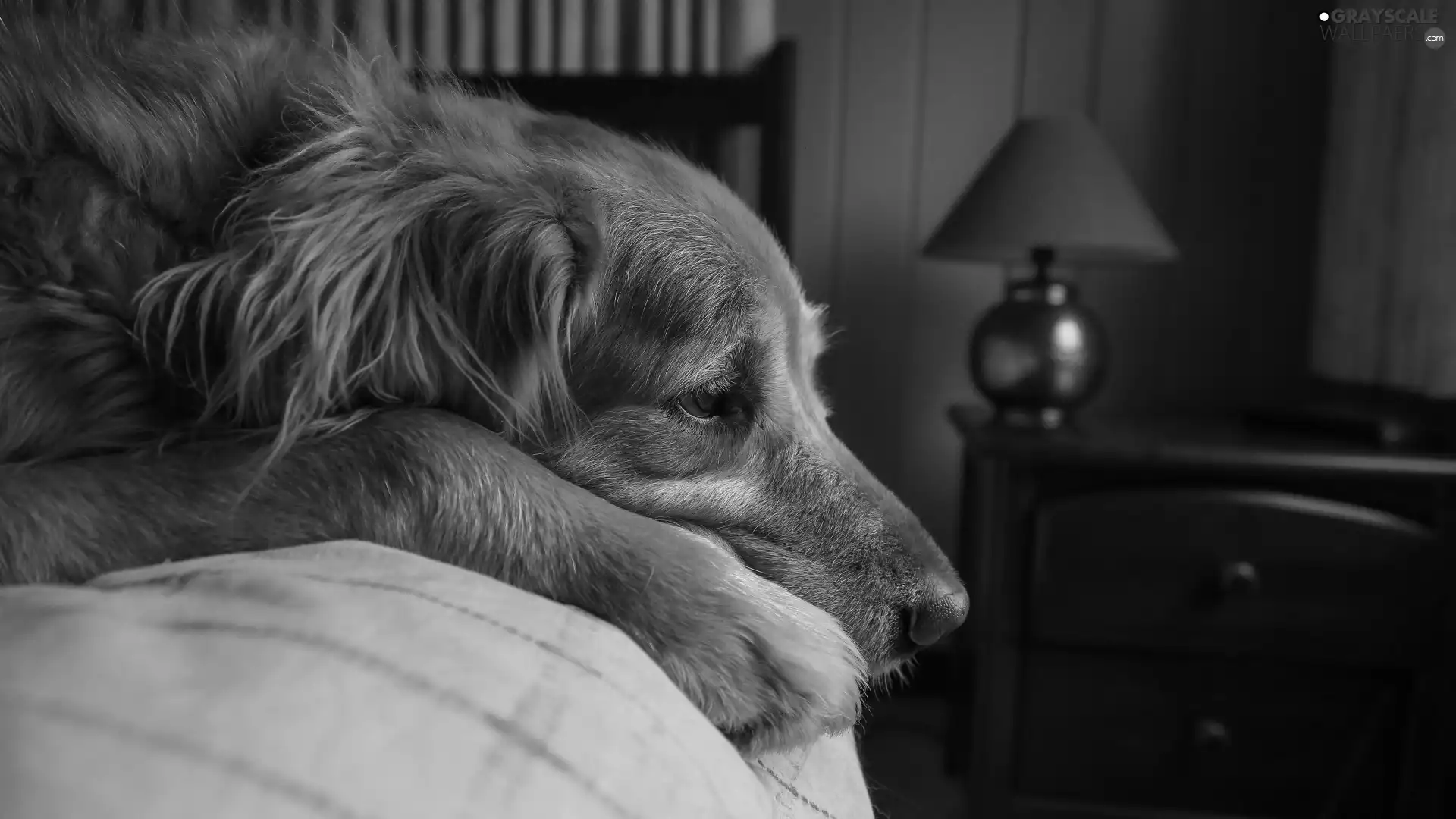 lying, White Bed, Golden Retriever, dog